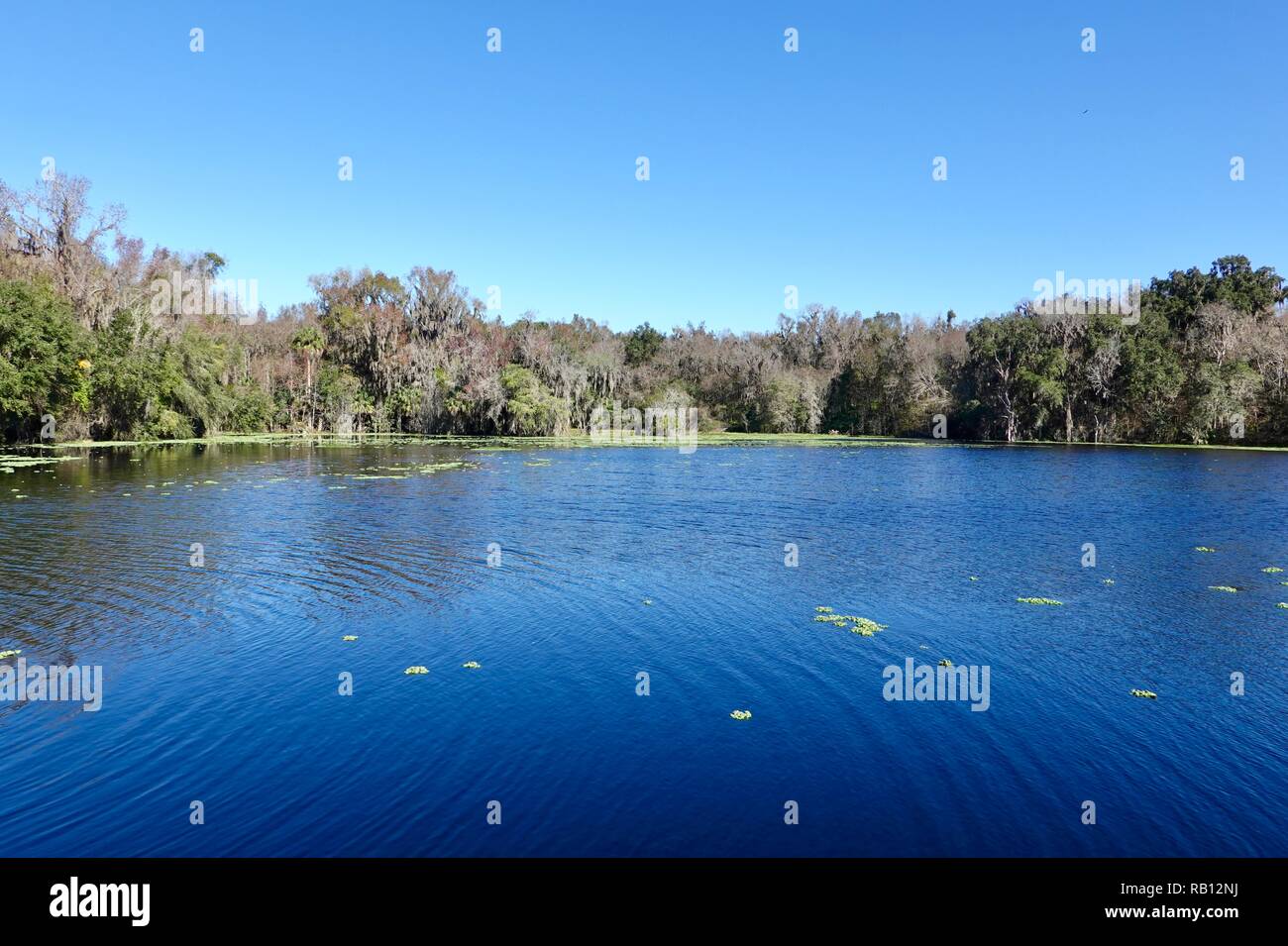 Alachua See an Paynes Prairie Preserve State Park im Winter, Florida, USA. Stockfoto