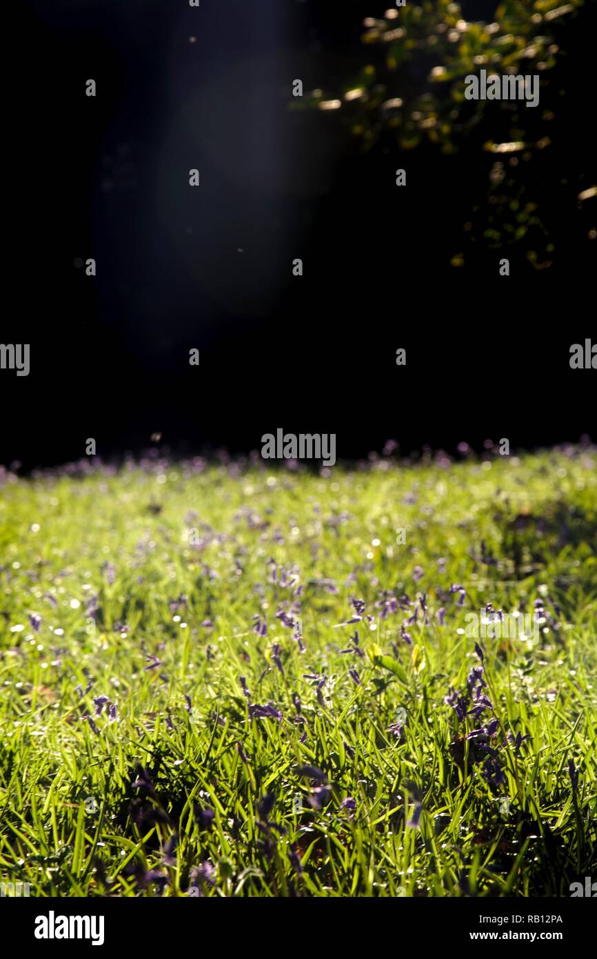 Goldene Abendsonne spielen auf einem Meer von bluebells Teppich den Boden eines englischen Woodland Stockfoto