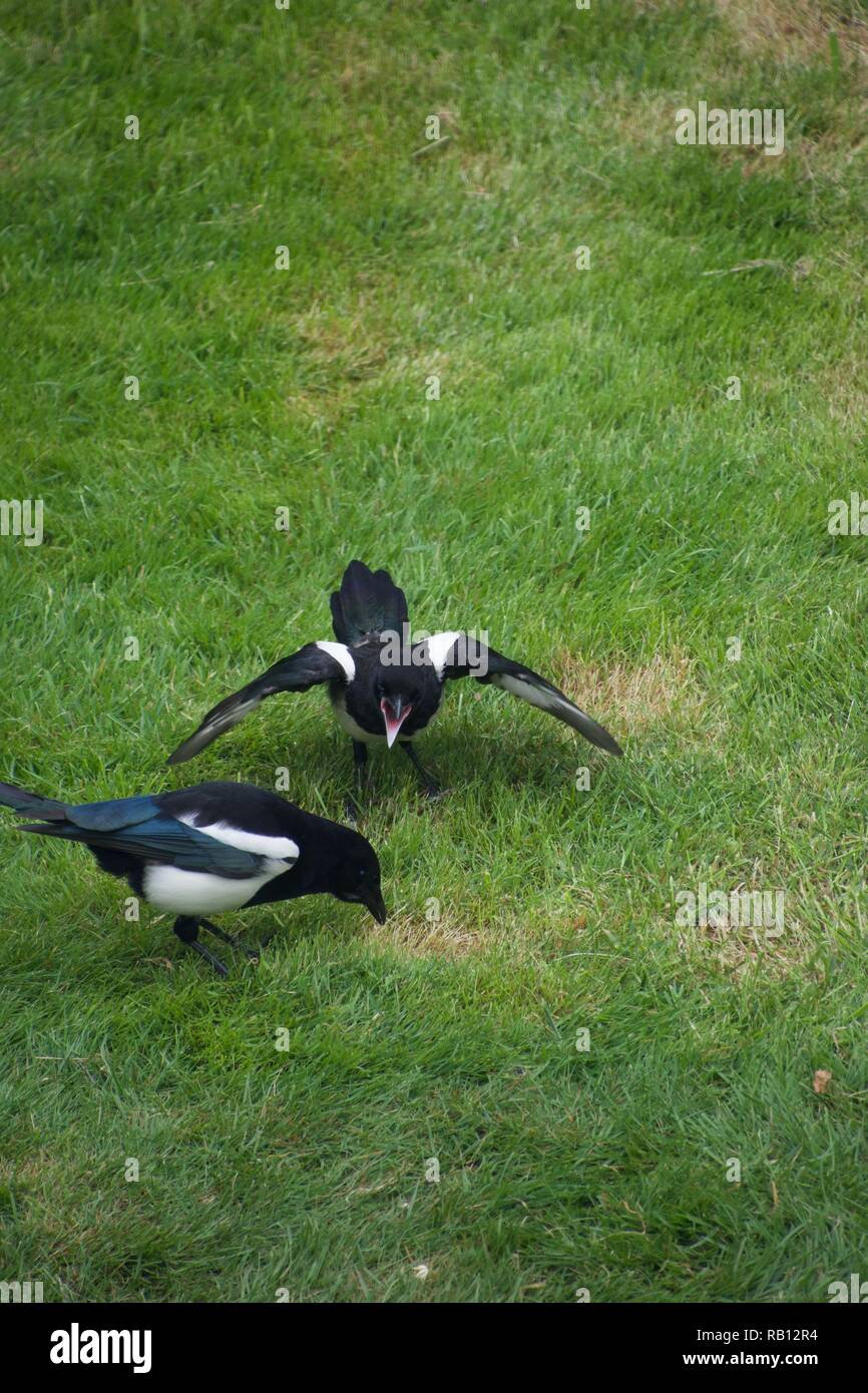 Ein Jugendlicher magpie und seine Eltern auf einem Rasen. Die Eltern sind auf der Suche nach Nahrung: Würmer im Gras. Der junge Vogel ist das Kreischen und seine Flügel, Hu Stockfoto
