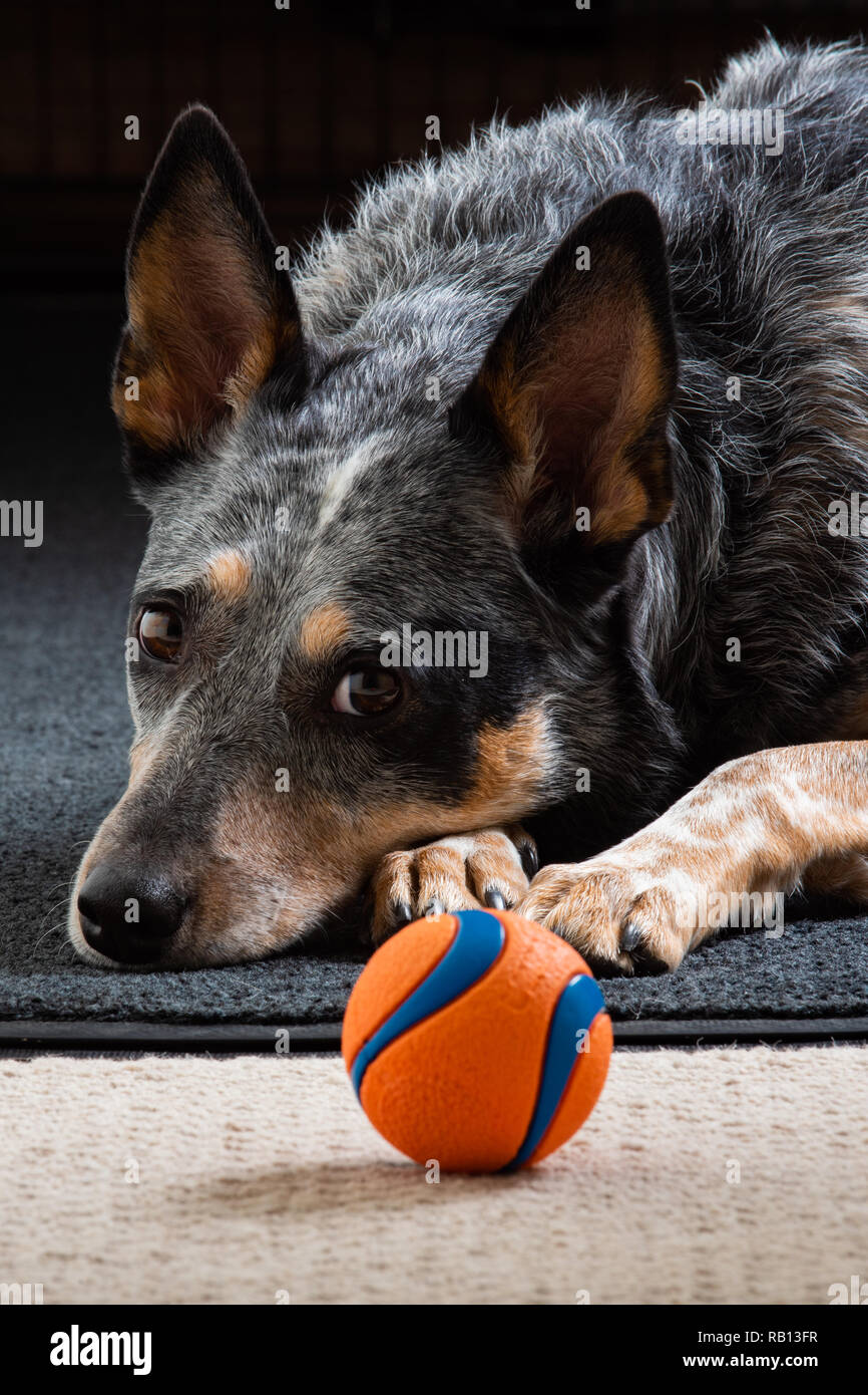 Schöne Blaue Heeler auch als Australian Cattle Dog zu Hause mit ihrem Lieblingsspielzeug ball bekannt. Stockfoto