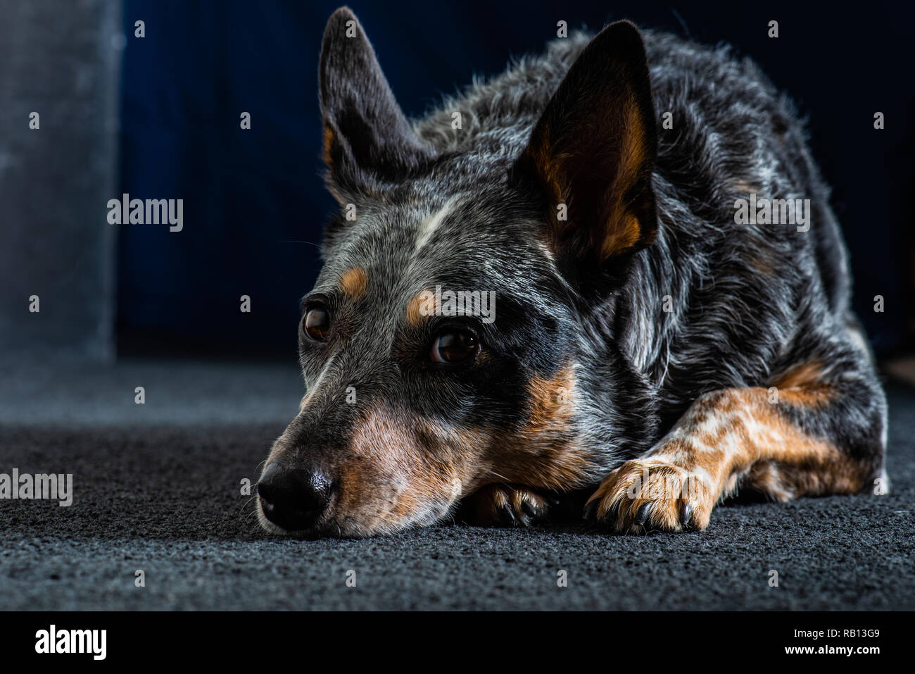 Schönes Studio Portraits von auch eine Trikolore Australian Cattle Dog als Blue Heeler bekannt. Stockfoto