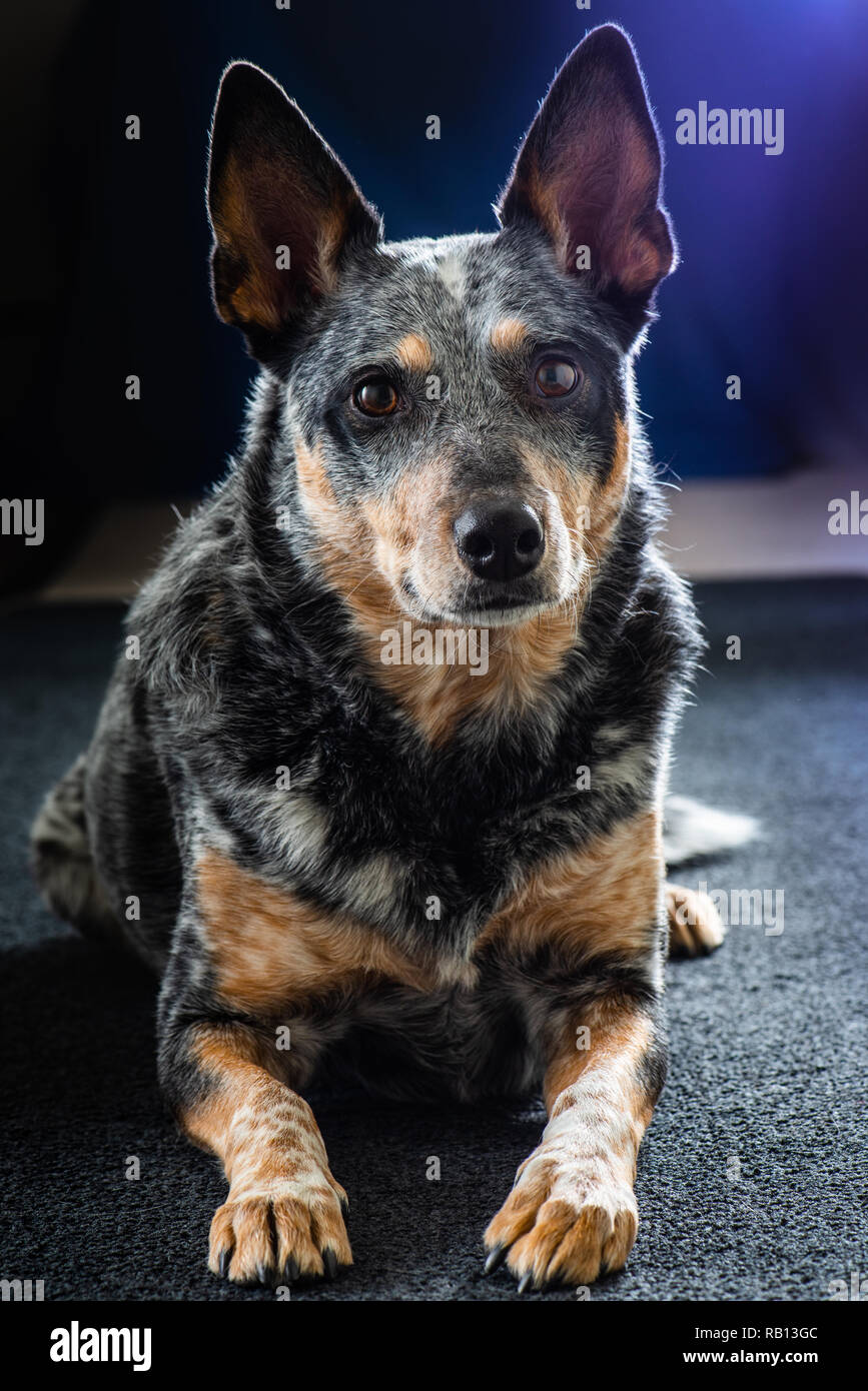 Schönes Studio Portraits von auch eine Trikolore Australian Cattle Dog als Blue Heeler bekannt. Stockfoto