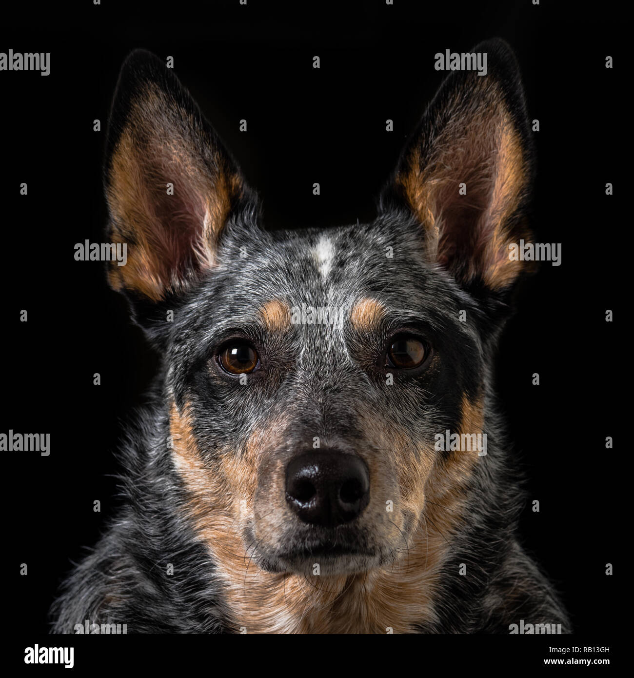 Schönes Studio Portraits auf einem schwarzen Hintergrund einer tricolor Australian Cattle Dog auch als Blue Heeler bekannt. Stockfoto