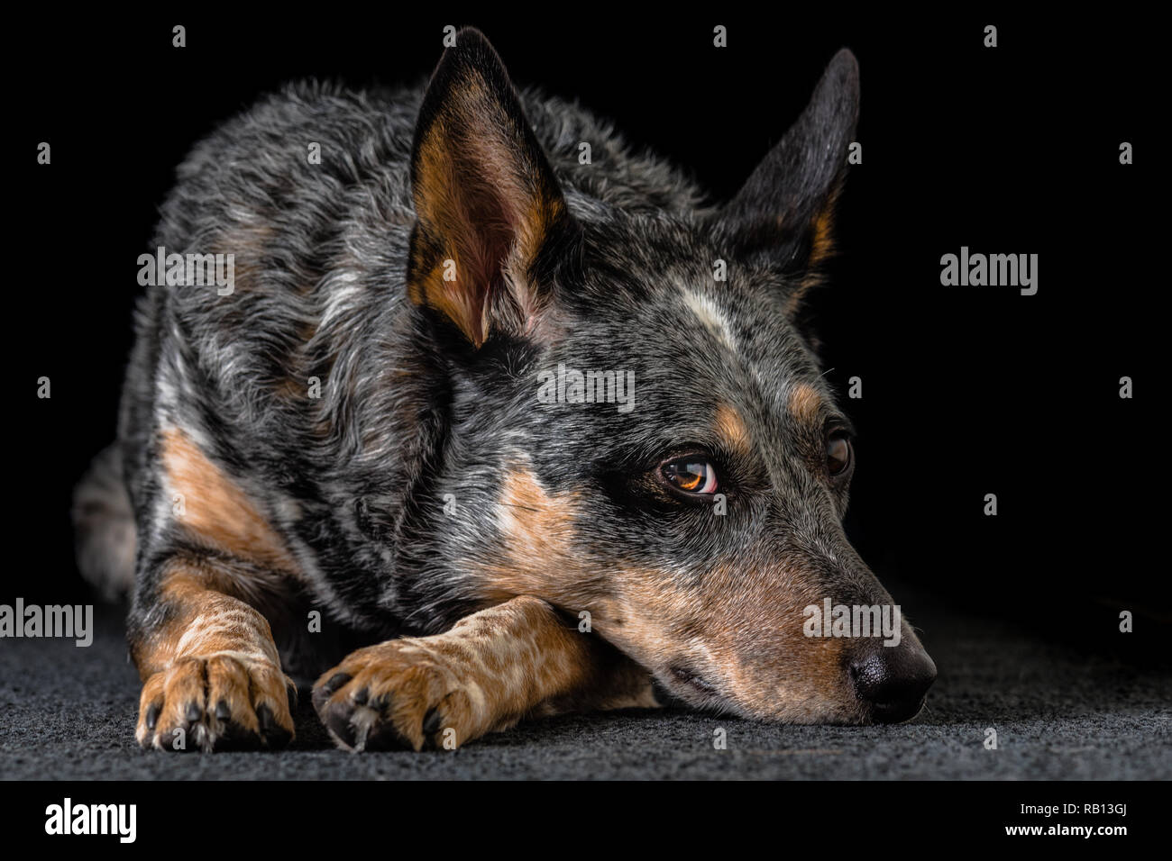 Schönes Studio Portraits auf einem schwarzen Hintergrund einer tricolor Australian Cattle Dog auch als Blue Heeler bekannt. Stockfoto