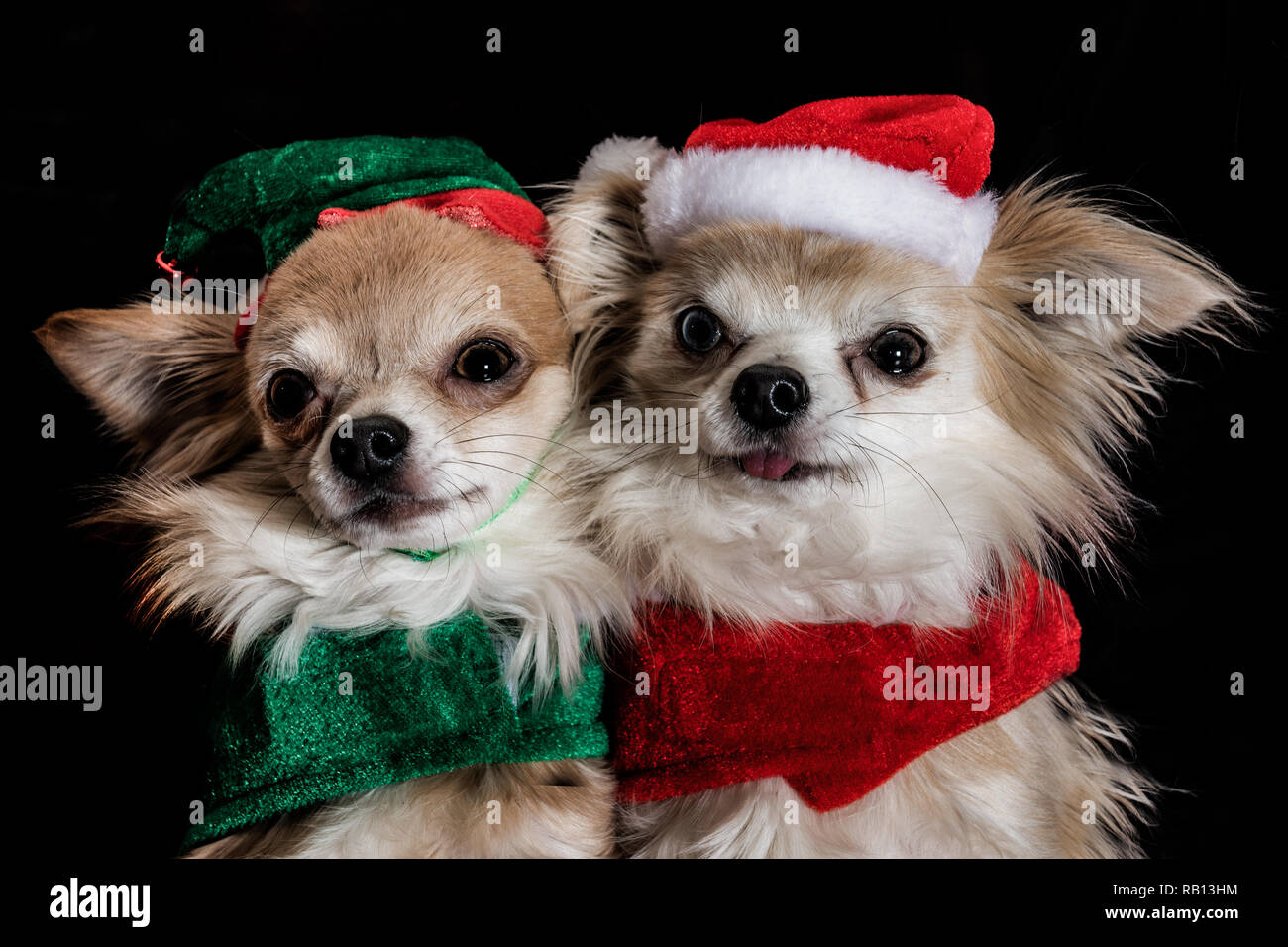 Nettes paar Chihuahua hunde gekleidet bis Weihnachten zu feiern. Stockfoto