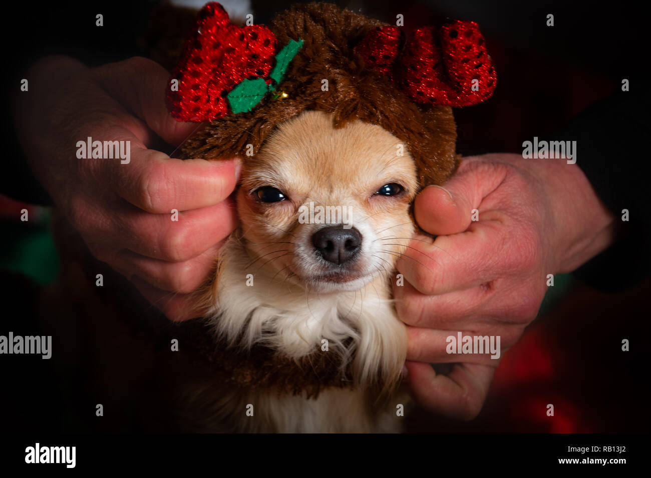Nettes paar Chihuahua hunde gekleidet bis Weihnachten zu feiern. Stockfoto