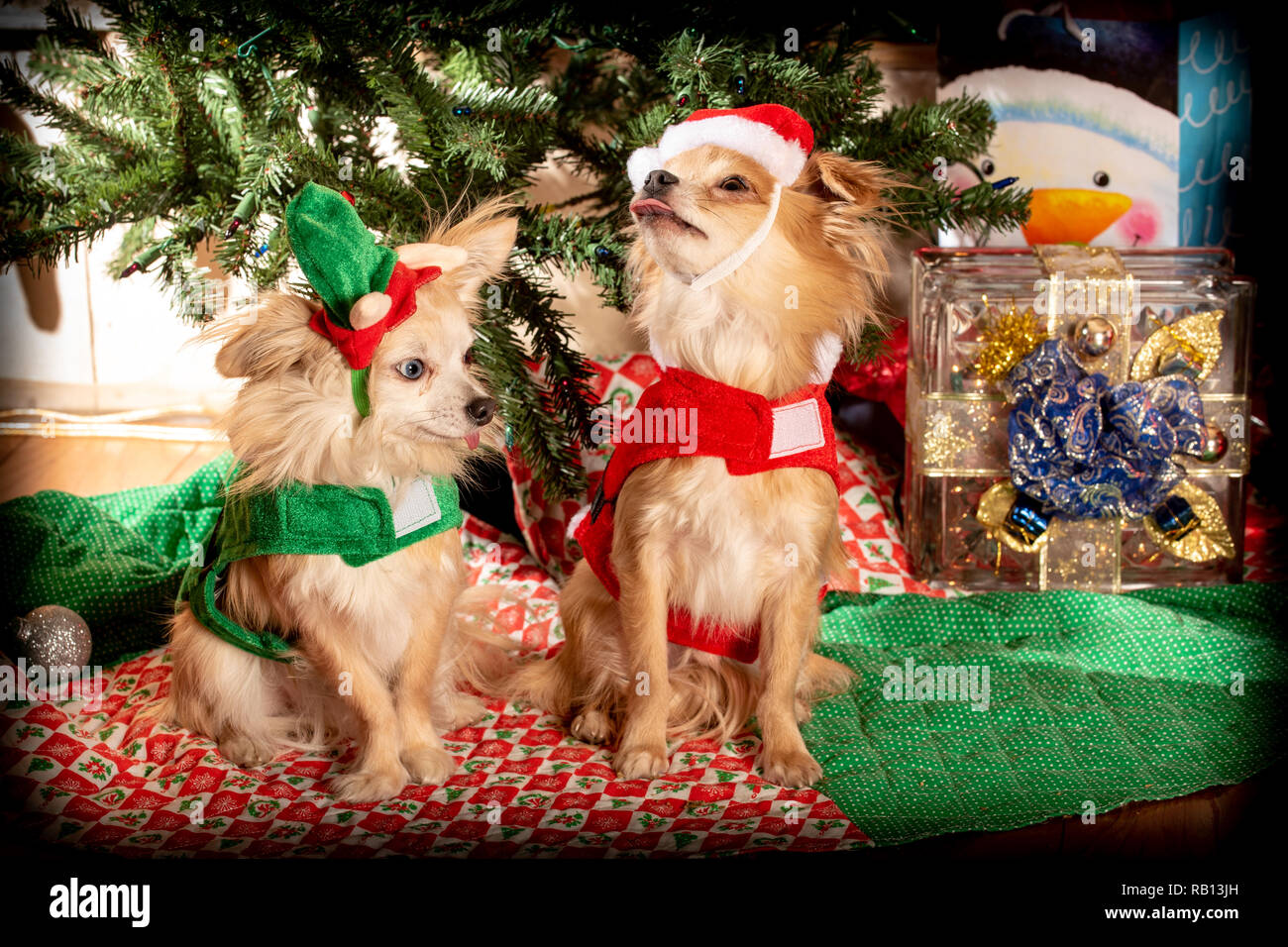 Nettes paar Chihuahua hunde gekleidet bis Weihnachten zu feiern. Stockfoto