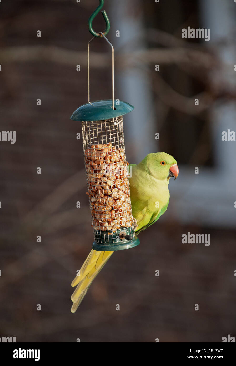 Weibliche Ring Necked Parakeet, Psittacula krameri, an der Mutter des Schrägförderers, London, Vereinigtes Königreich Stockfoto