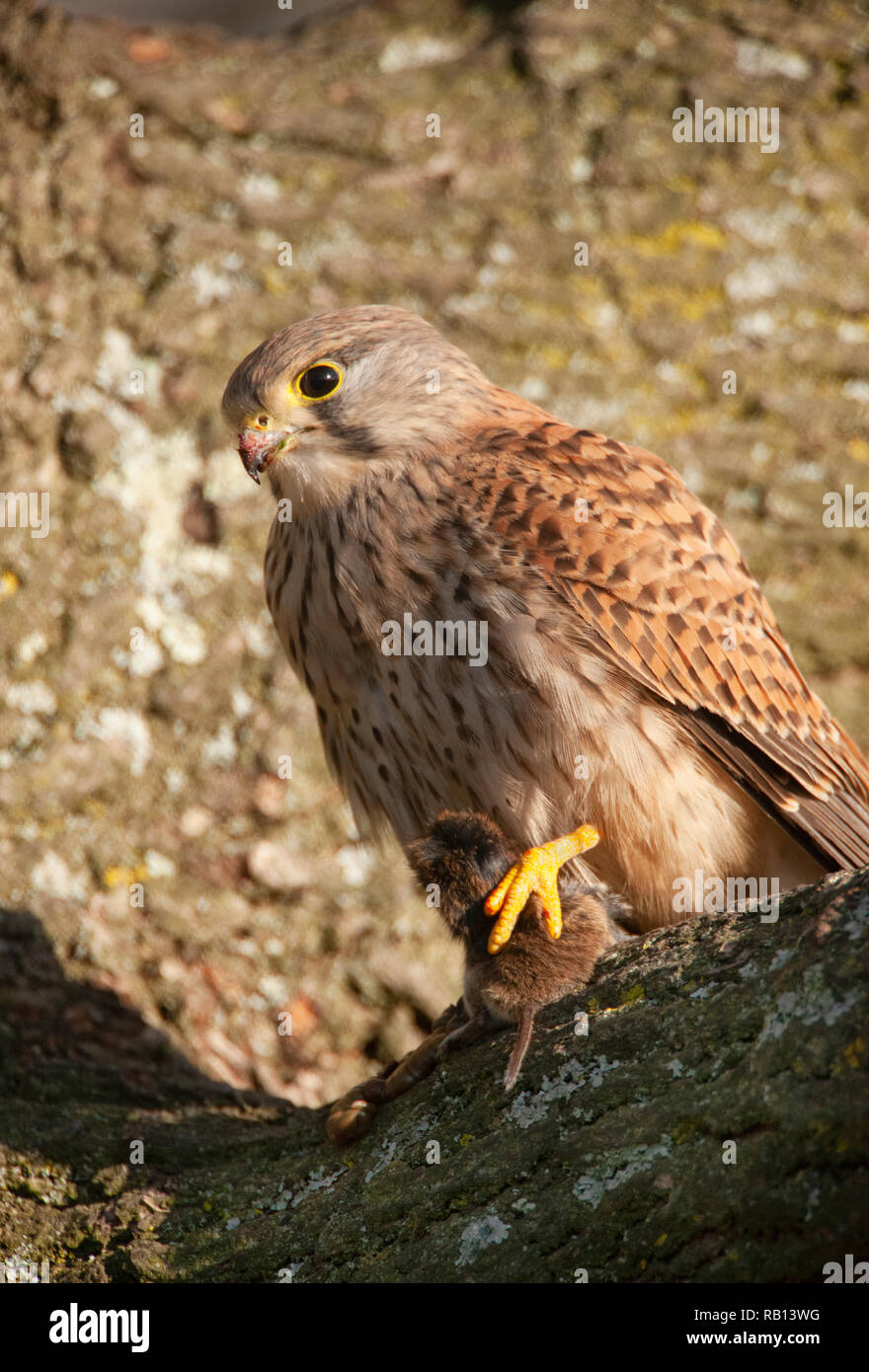 Weibliche Turmfalke Falco tinnunculus, mit Bank Vole, Myodes glareolus, als Beute, Hampstead Heath, London, Vereinigtes Königreich Stockfoto