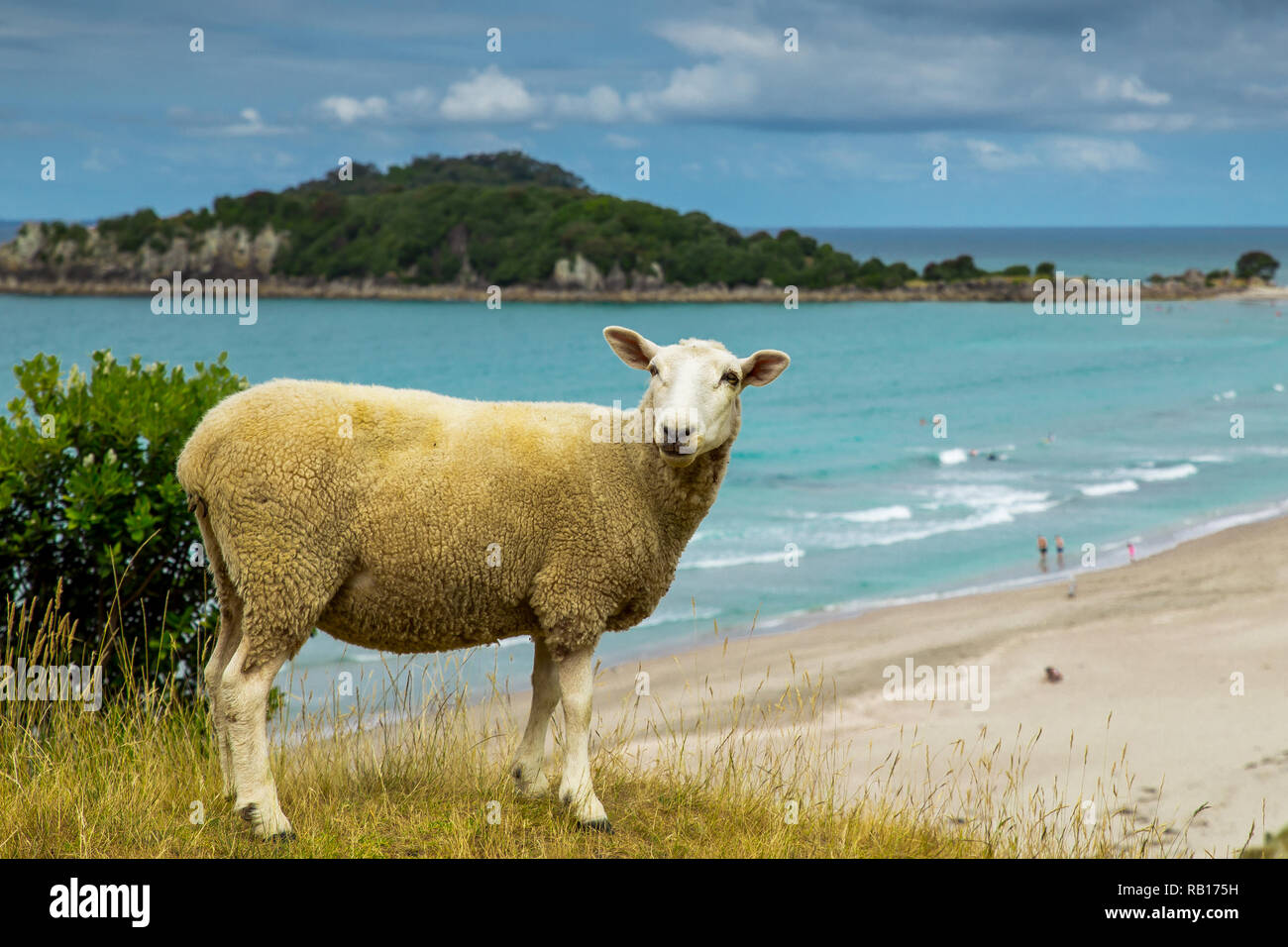 Neuseeland Schafe neue der Strand mit türkisblauen Wasser in Mount Maunganui. Stockfoto