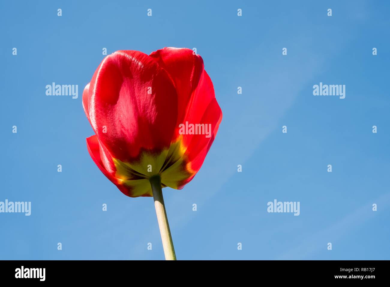 Große einzelne rote Tulpenblüte in blauem Himmel Stockfoto