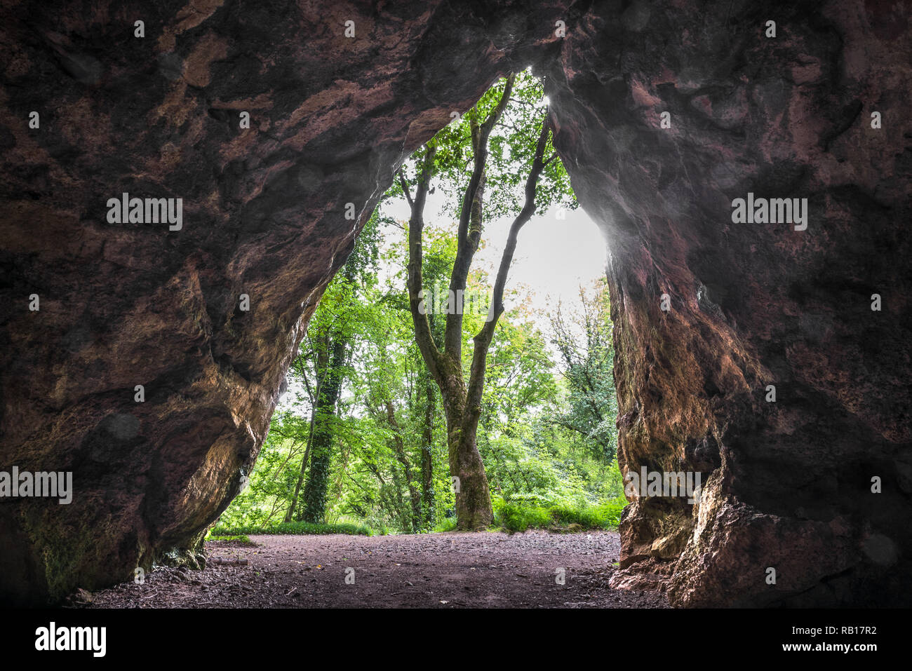 Blick auf den grünen Wald von einer dunklen Höhle Stockfoto