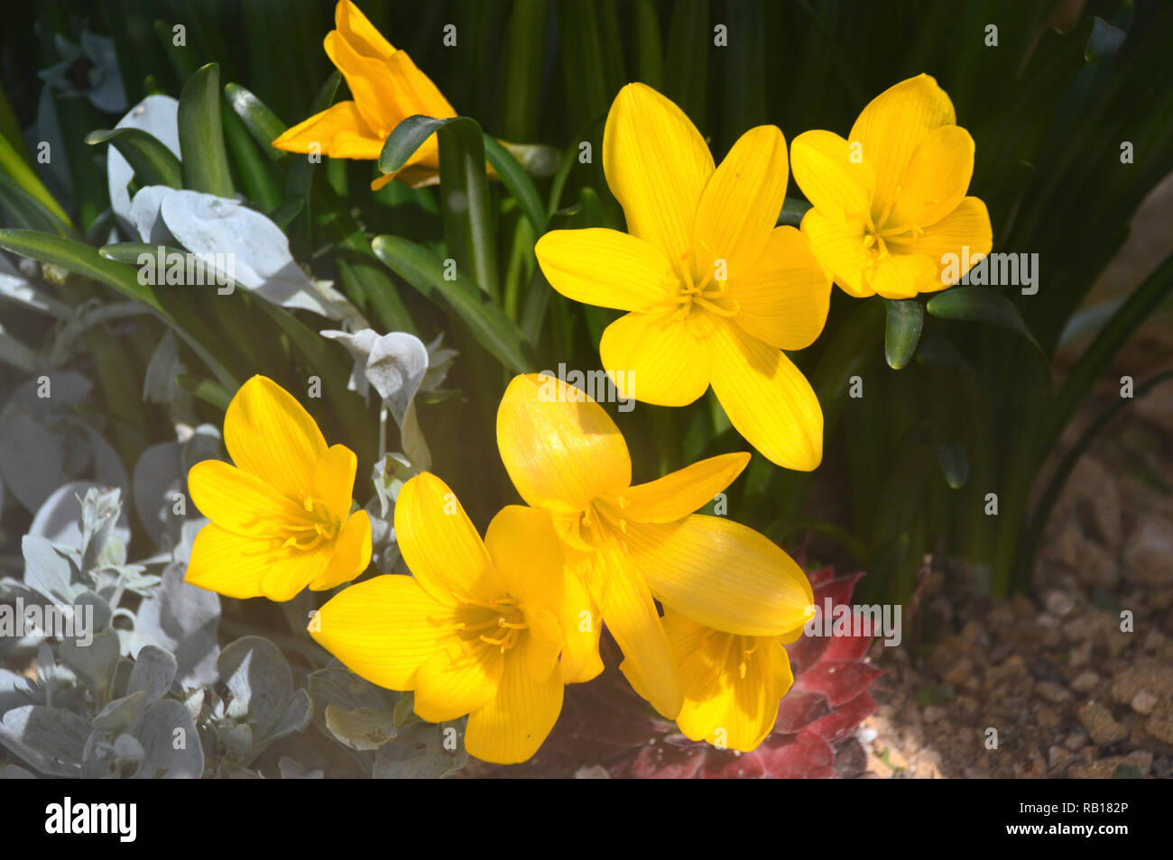 Sternbergia lutea' Winter/Herbst 'Narzisse Blüten in der Alpine House an RHS Garden Harlow Carr, Harrogate, Yorkshire gewachsen. England, UK. Stockfoto