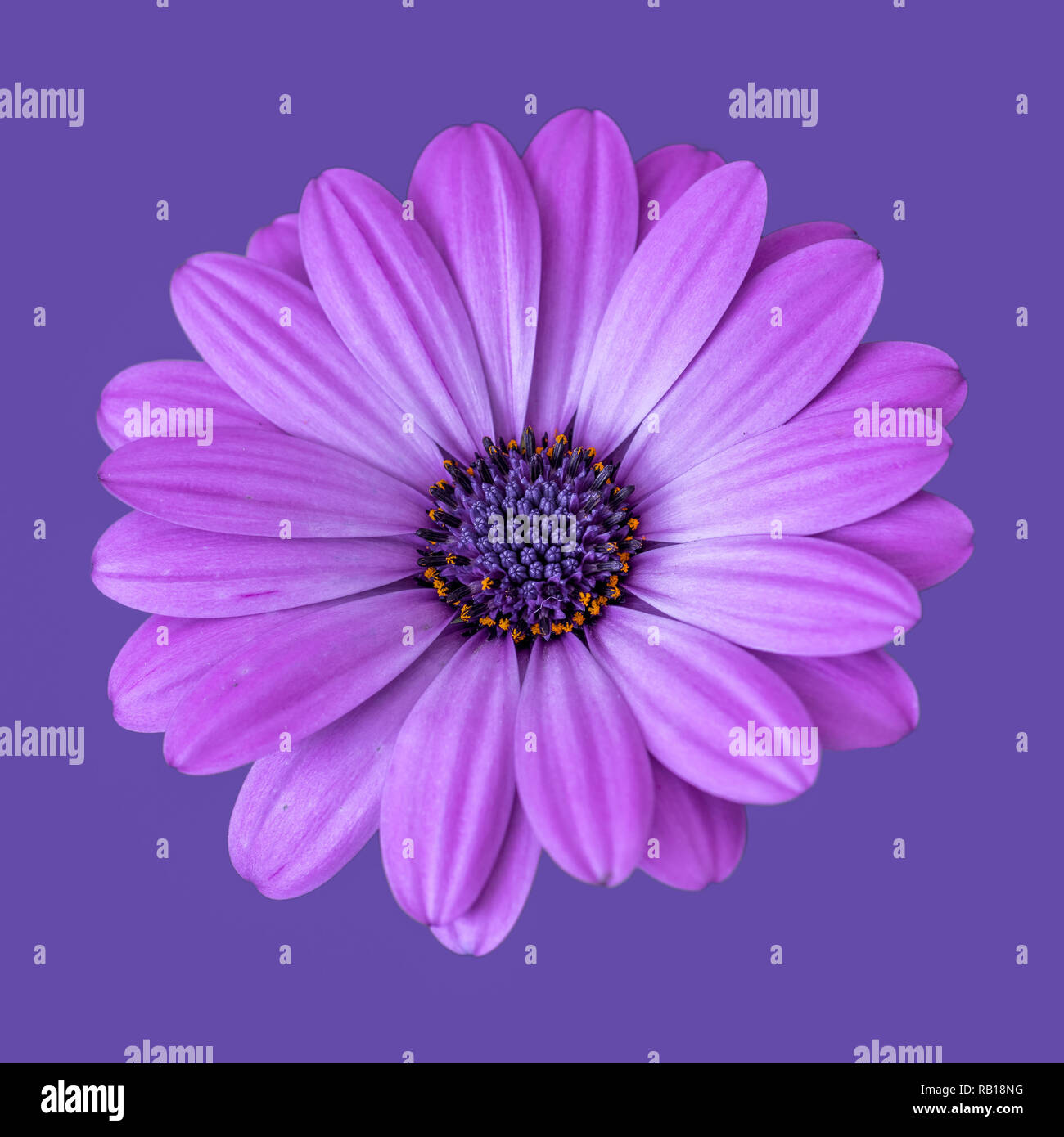 Kunst Stillleben Farben Blumen Makro einer isolierten weite blühende rosa violett Afrikanische/cape Daisy/Marguerite Blume, violette Hintergrund Stockfoto