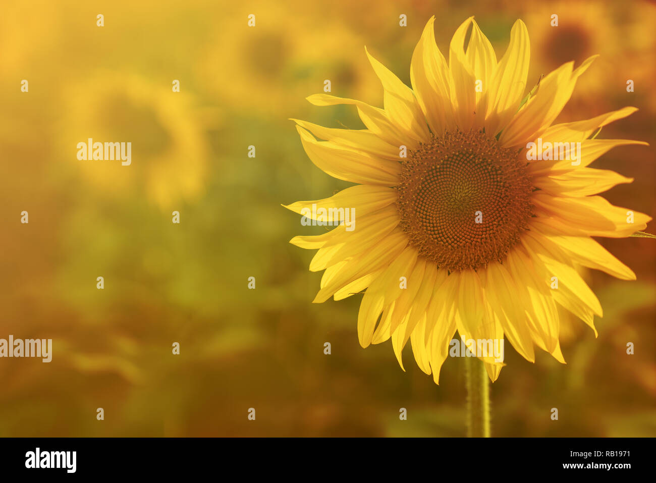 Große gelbe Sonnenblumen warmen Hintergrund reflektierenden Licht von der Sonne. Stockfoto
