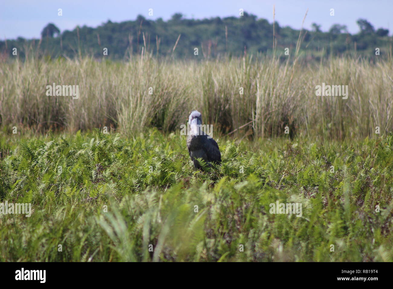 Schuhschnabel (Balaeniceps Rex) in Mabamba Sumpf, Uganda Stockfoto