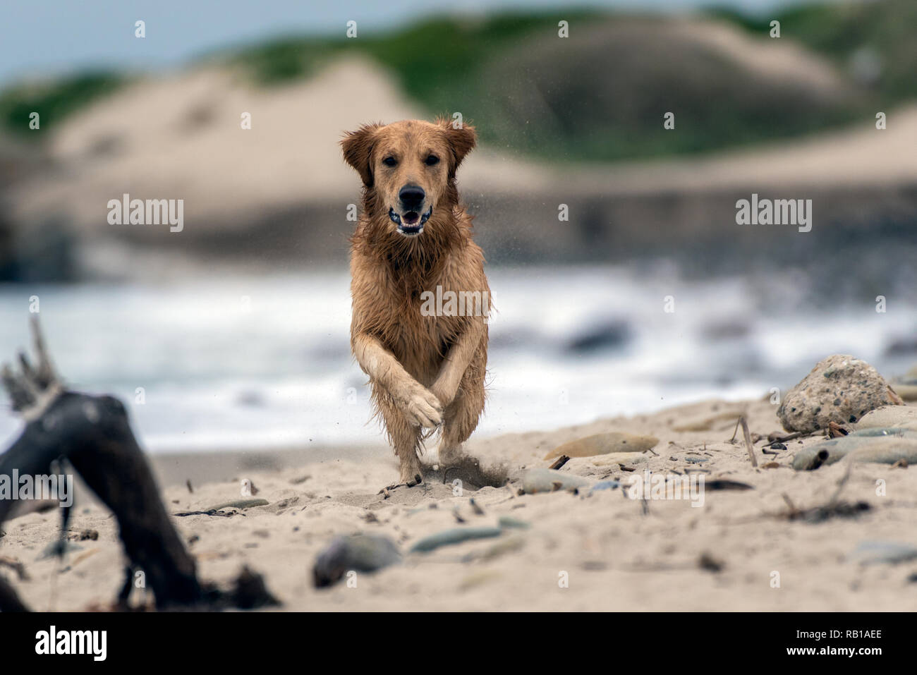 Gehorsam Golden Retriever Hunde rennen über den sandigen Strand bei Höchstgeschwindigkeit. Stockfoto