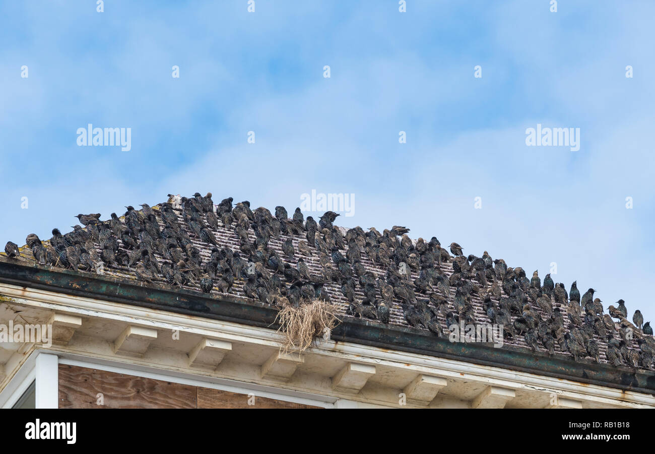 Murmuration der Gemeinsamen Stare (Sturnus vulgaris) verpackt zusammen und thront auf einem Dach im Sommer in West Sussex, England, UK. Stockfoto