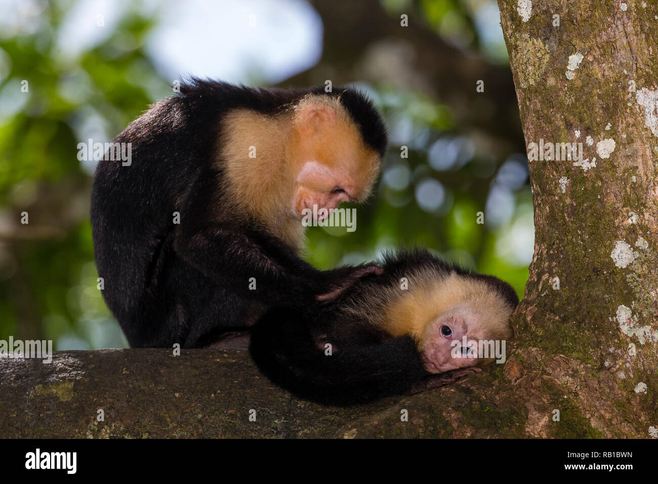 White-headed Kapuziner Affen in Costa Rica Stockfoto