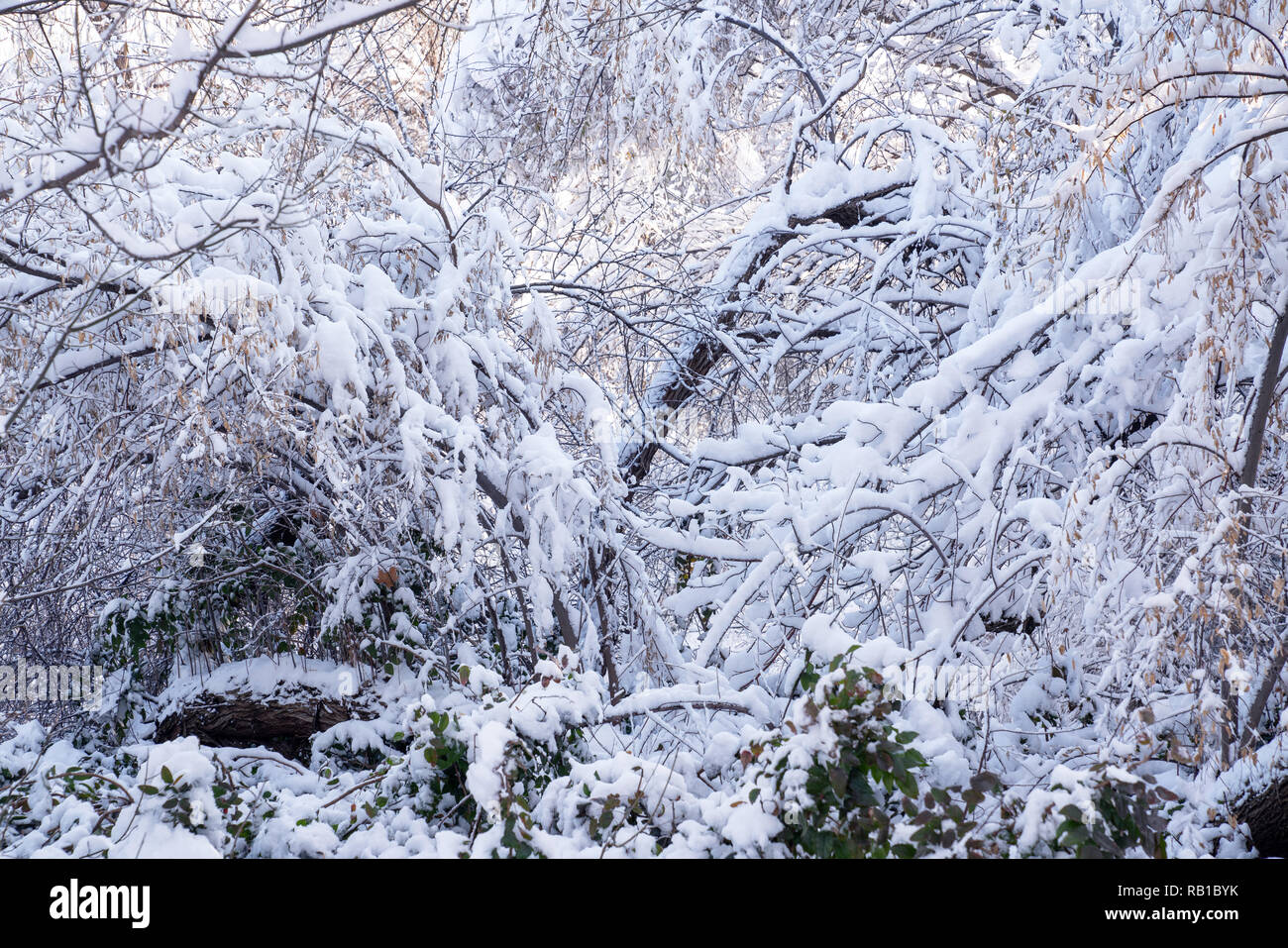 Winter Hintergrund, in der Nähe von Matt kiefer Filiale auf einem schneit Tag Stockfoto