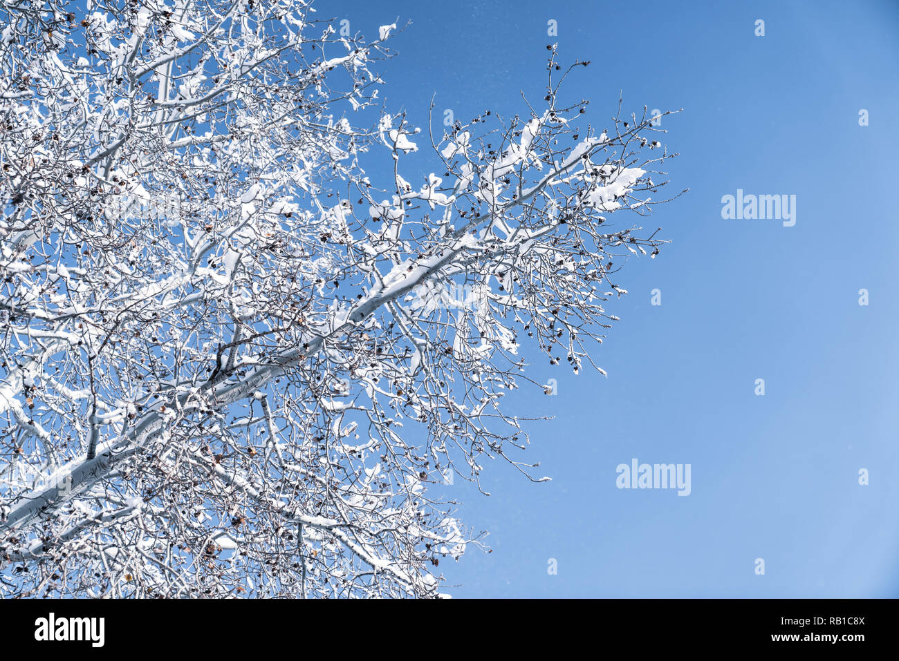 Winter Hintergrund, in der Nähe von Matt kiefer Filiale auf einem schneit Tag Stockfoto