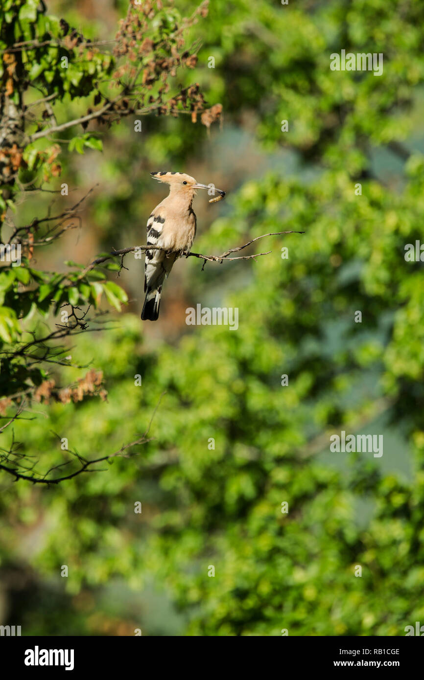 Wiedehopf, Upupa epops Lateinischer Name, auf einem Zweig in Wäldern Lebensraum mit einem grub in seinem Schnabel gehockt Stockfoto