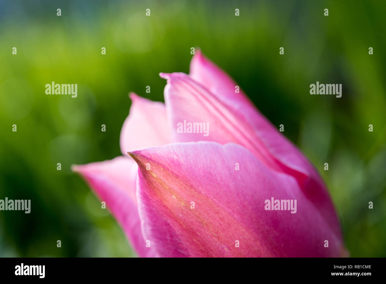 Ausschnitt einer rosa Tulpe mit grünem Hintergrund Stockfoto