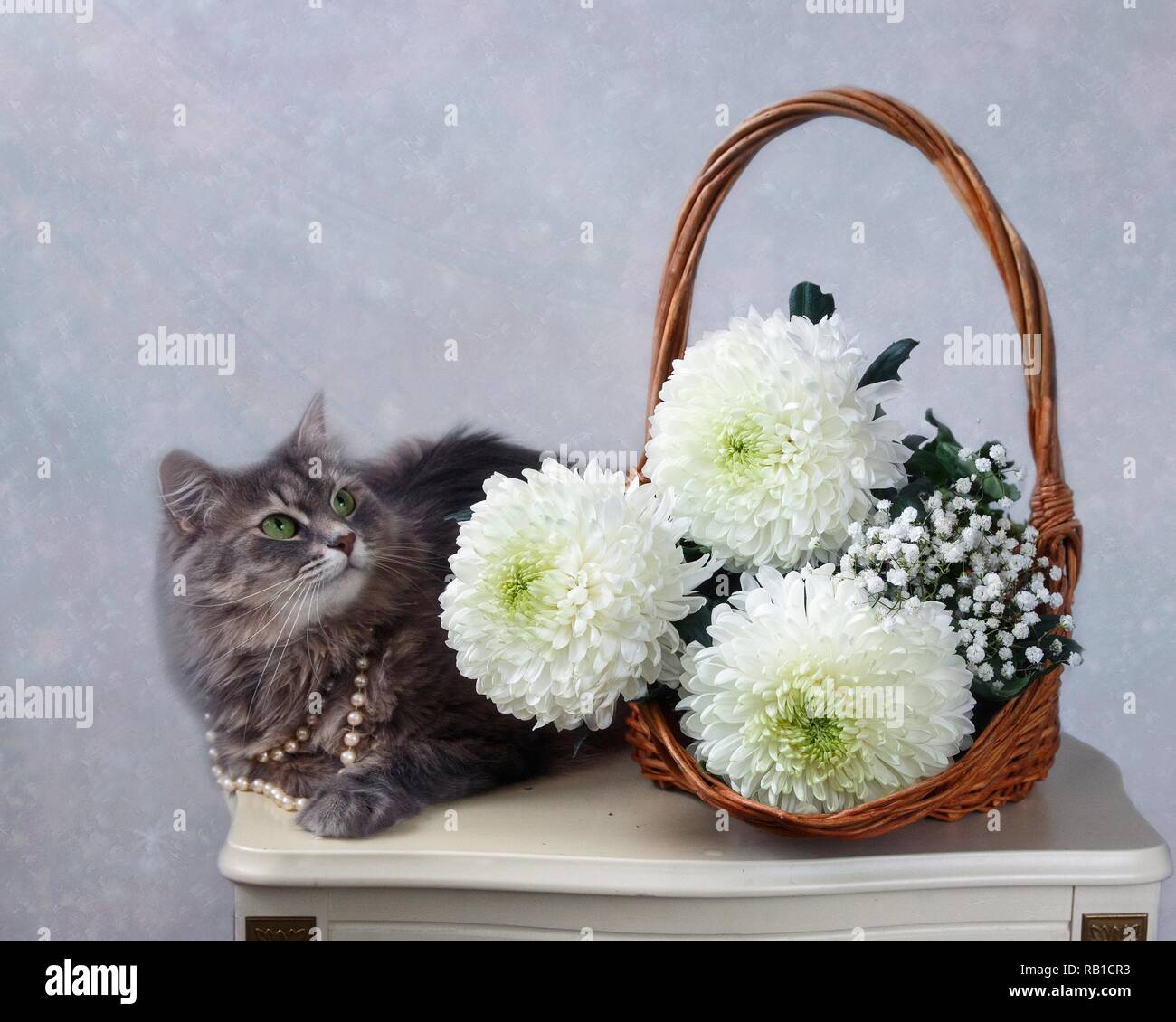 Stillleben mit Blumenstrauß aus den weissen Chrysanthemen und grau Kitty Stockfoto