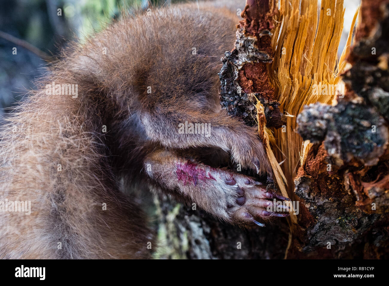 Tote Eichhörnchen Glen Nevis Highlands Schottland Stockfoto