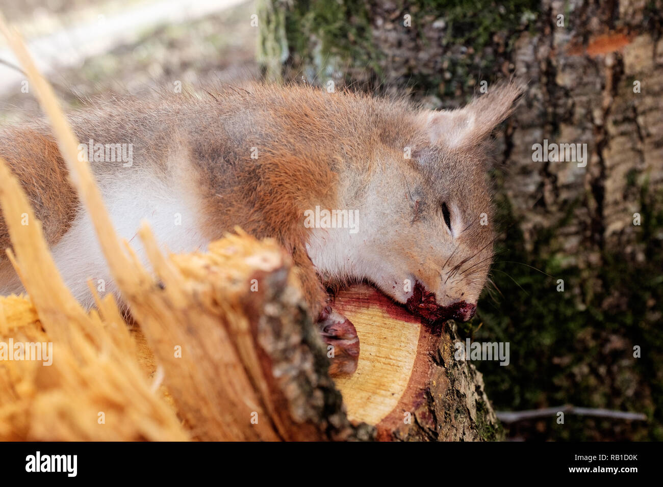 Tote Eichhörnchen Glen Nevis Highlands Schottland Stockfoto