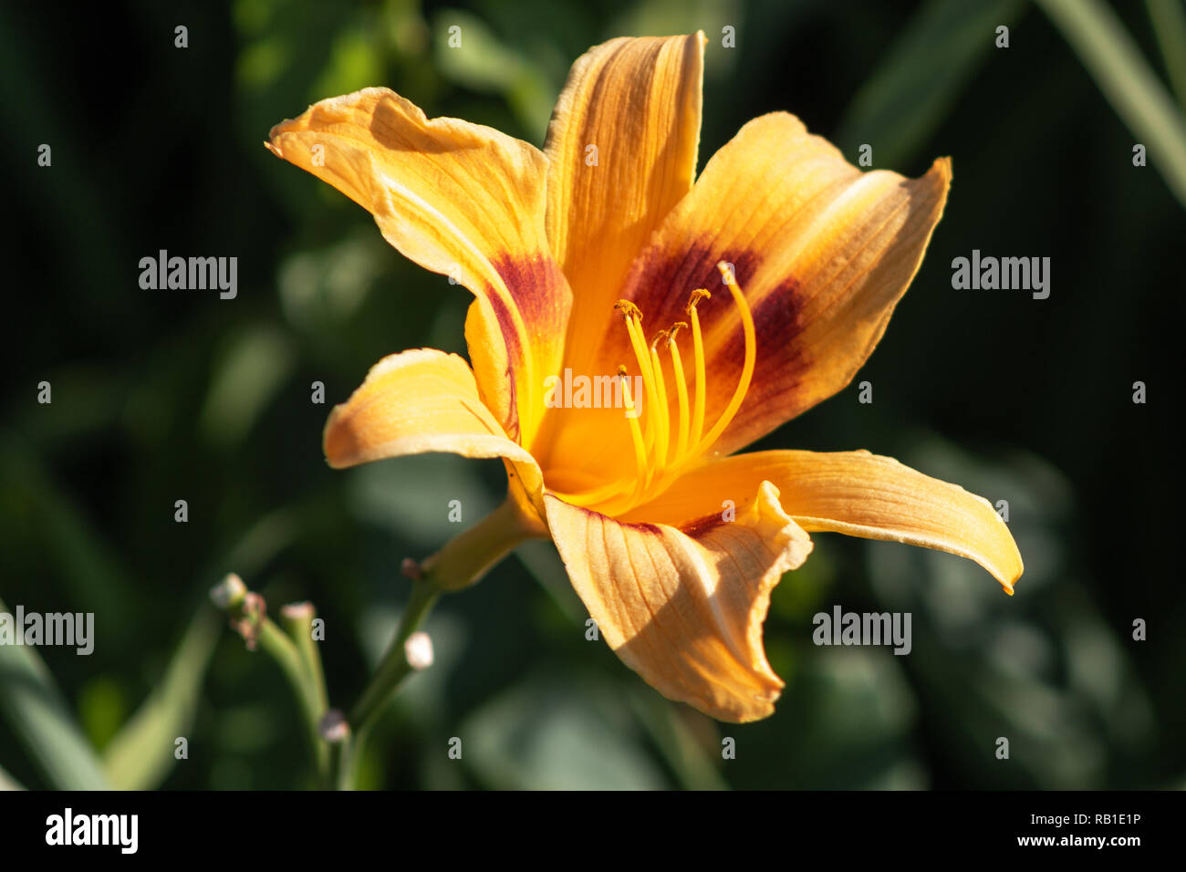 Orange Tag Lily wächst in einem Garten Stockfoto
