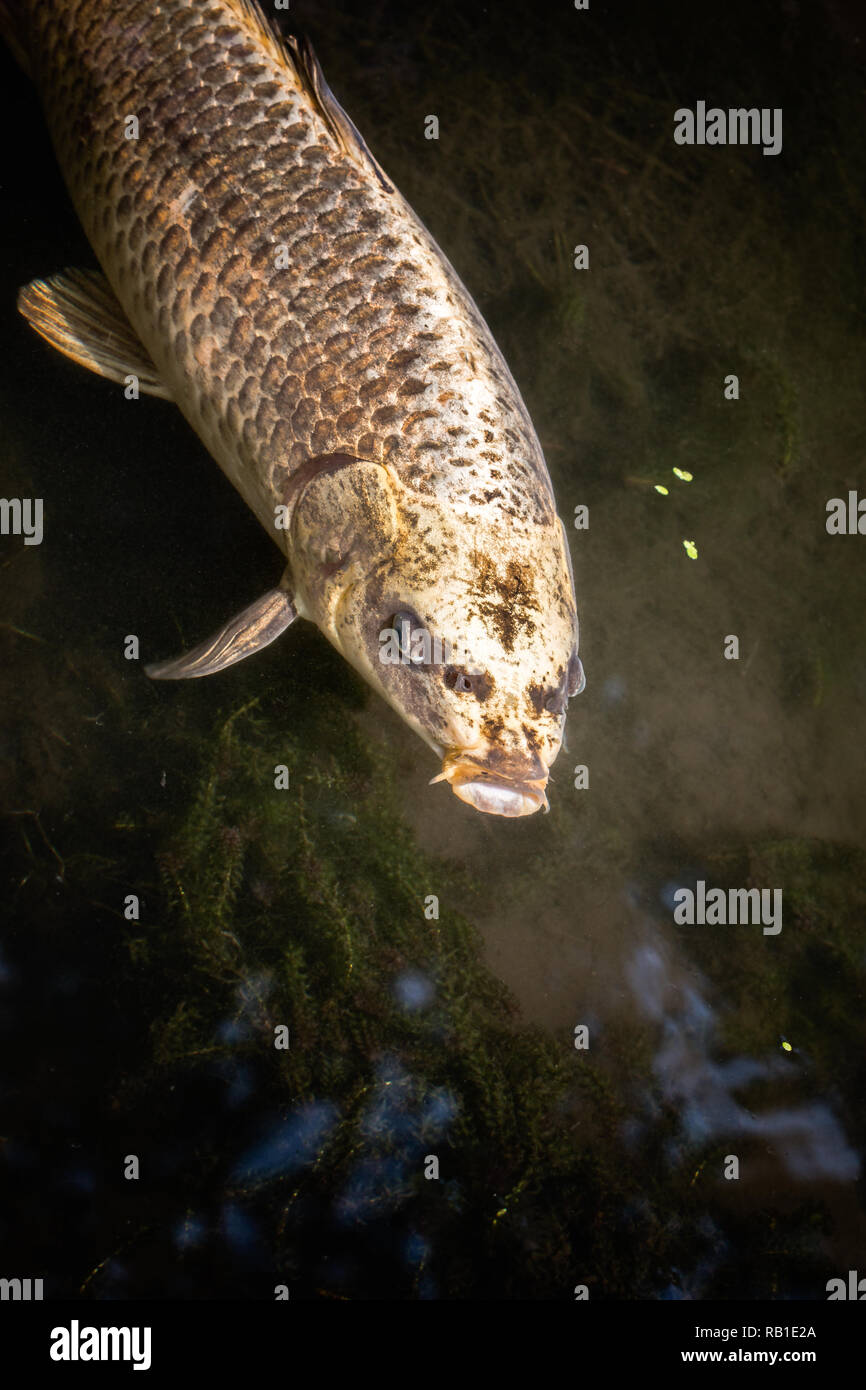 Nahaufnahme eines koi Karpfen Fische in einem Teich Stockfoto