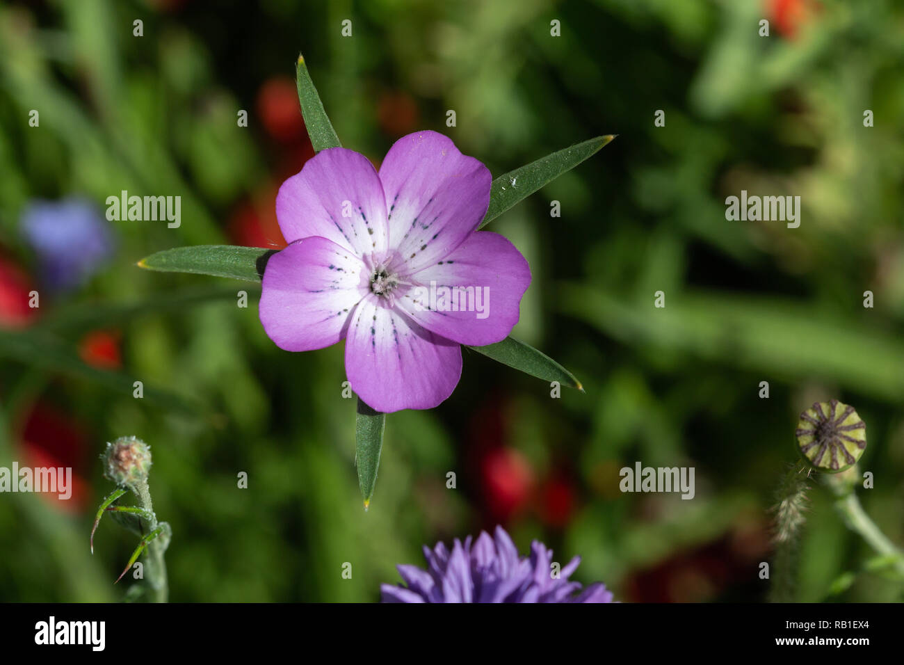 In der Nähe einer gemeinsamen Mais - cockle Blüte von oben wächst in einer Wiese Stockfoto