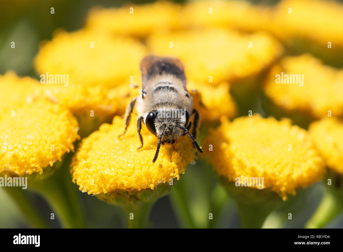 Nahaufnahme eines honey bee direkt zu Kamera suchen Stockfoto
