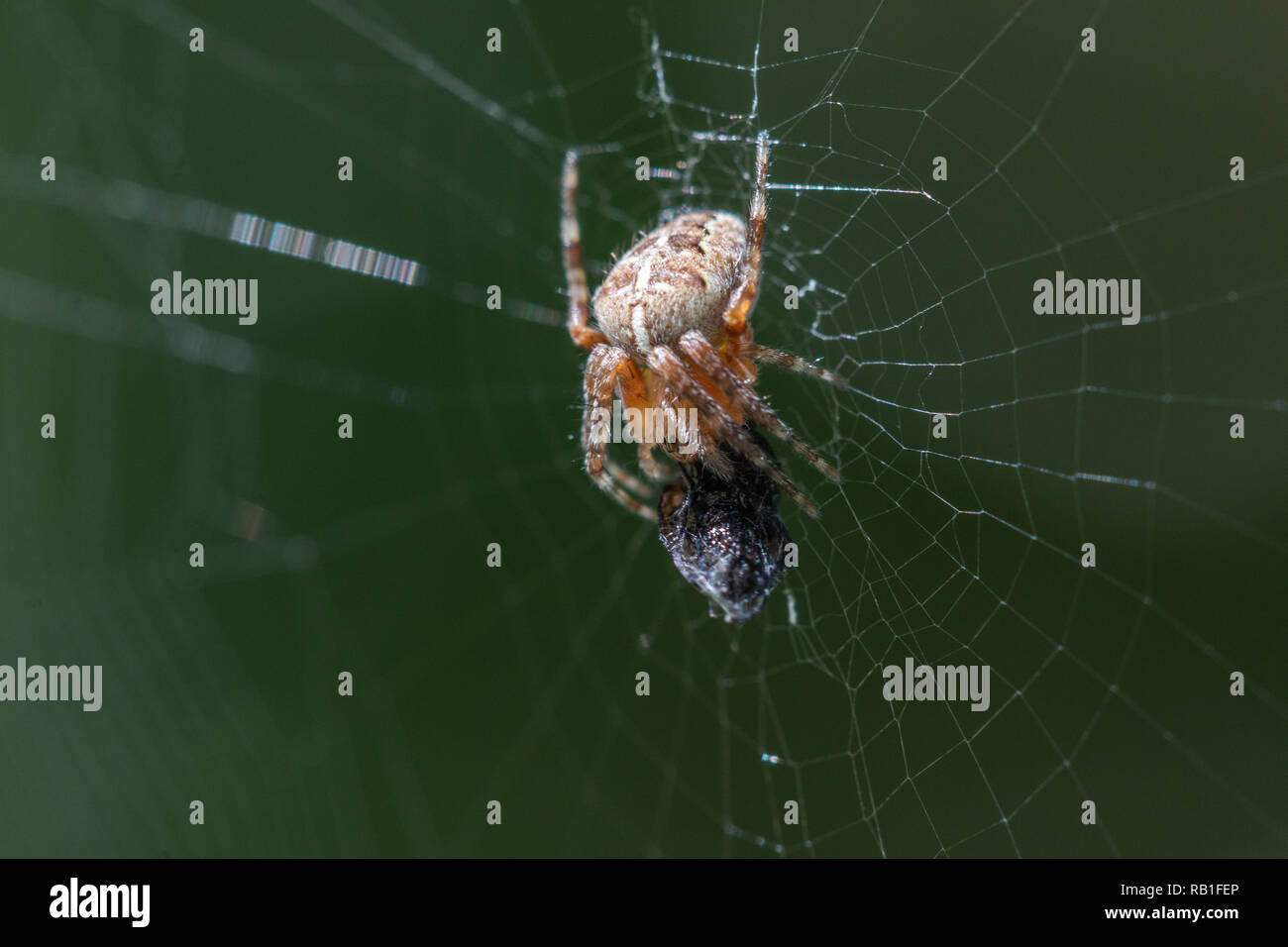 Garten cross spider Verpackung eine Fliege in seiner Web Seide Stockfoto