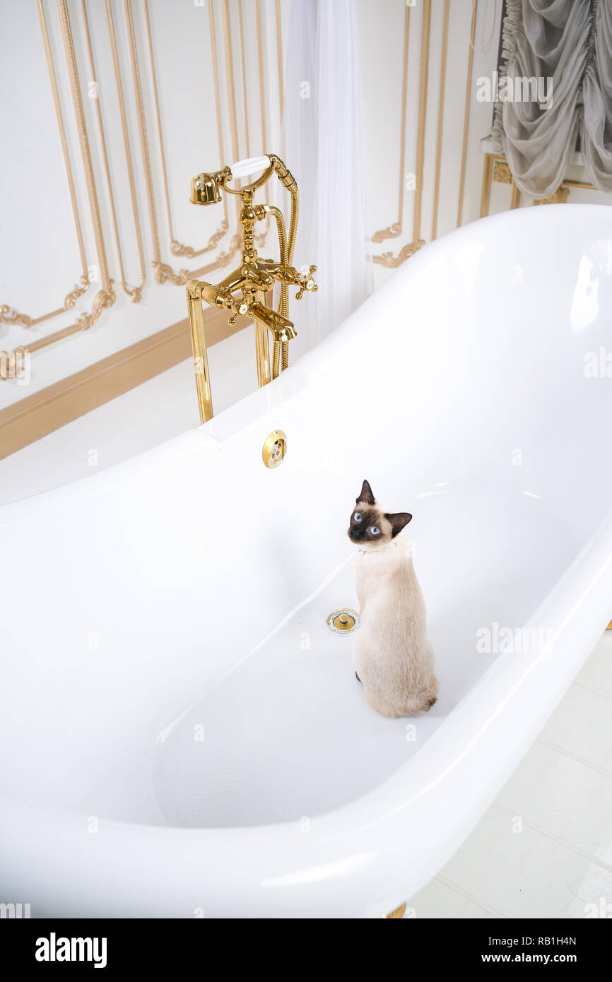 Das Thema ist Luxus und Reichtum. Eine Katze ohne Schwanz des Mekong  Bobtail Rasse in einem retro Badezimmer im Inneren des Barocoo Schloss  Versailles Stockfotografie - Alamy