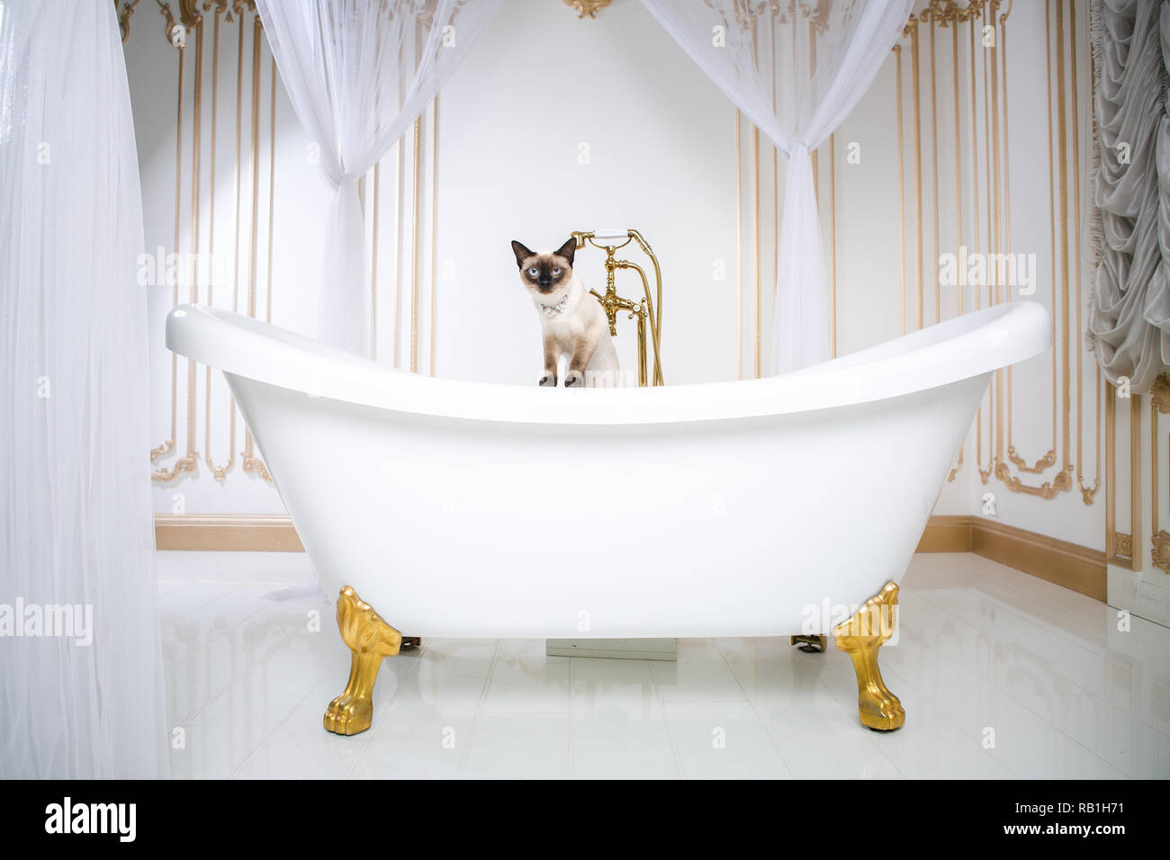 Das Thema ist Luxus und Reichtum. Eine Katze ohne Schwanz des Mekong  Bobtail Rasse in einem retro Badezimmer im Inneren des Barocoo Schloss  Versailles Stockfotografie - Alamy
