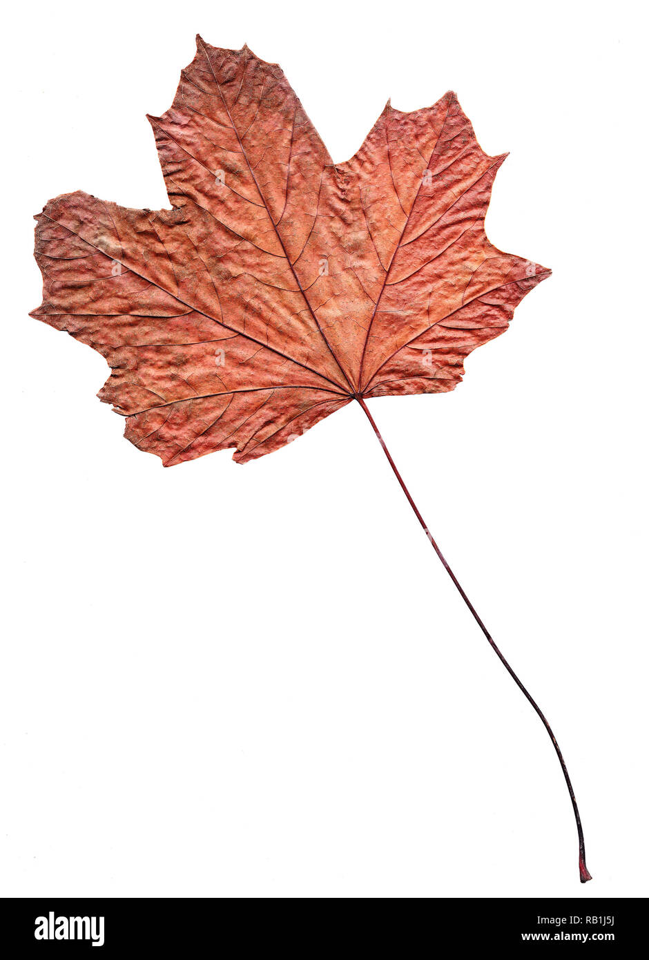Flache trockene rote Ahornblatt auf weißem Hintergrund Stockfoto
