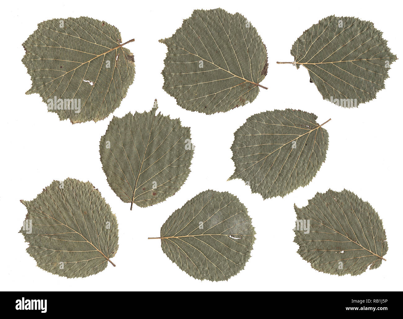 Flache trockene Erle Blätter Zusammensetzung auf weißem Hintergrund Stockfoto
