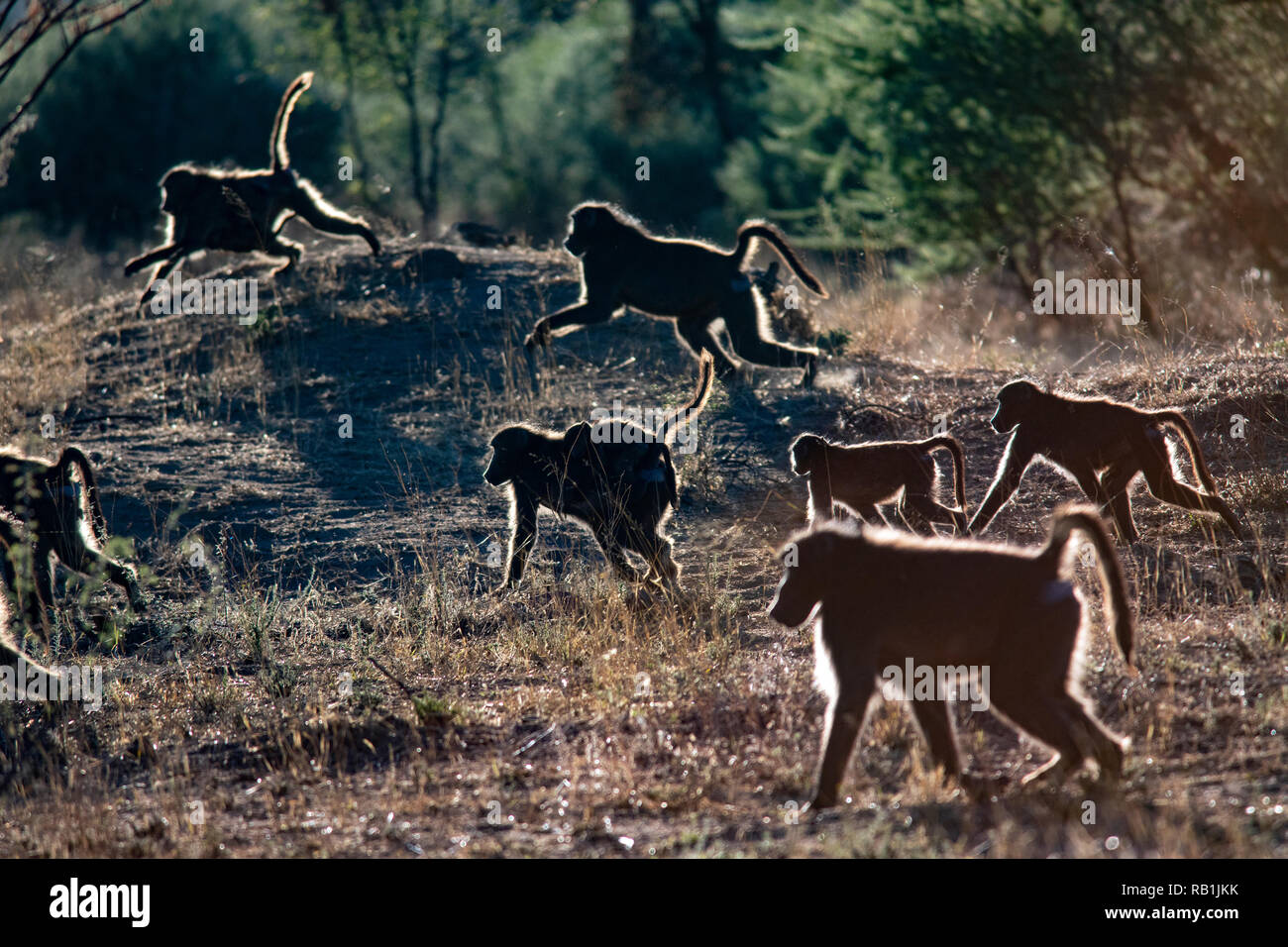 Chacma Paviane oder Kap Paviane (Papio ursinus) - okonjima Nature Reserve, Namibia, Afrika Stockfoto