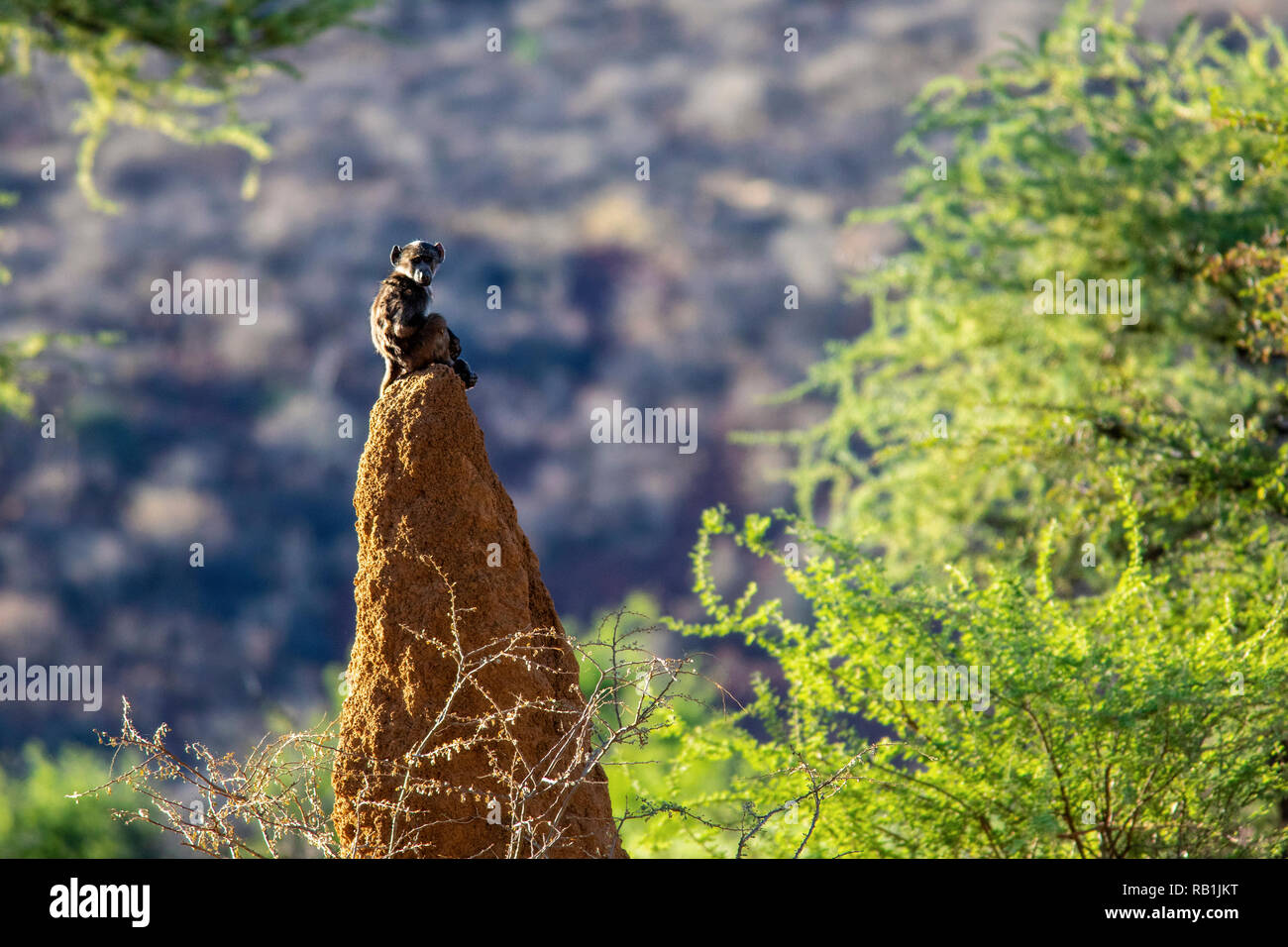 Chacma Baboon oder Cape Baboon (Papio ursinus) - okonjima Nature Reserve, Namibia, Afrika Stockfoto