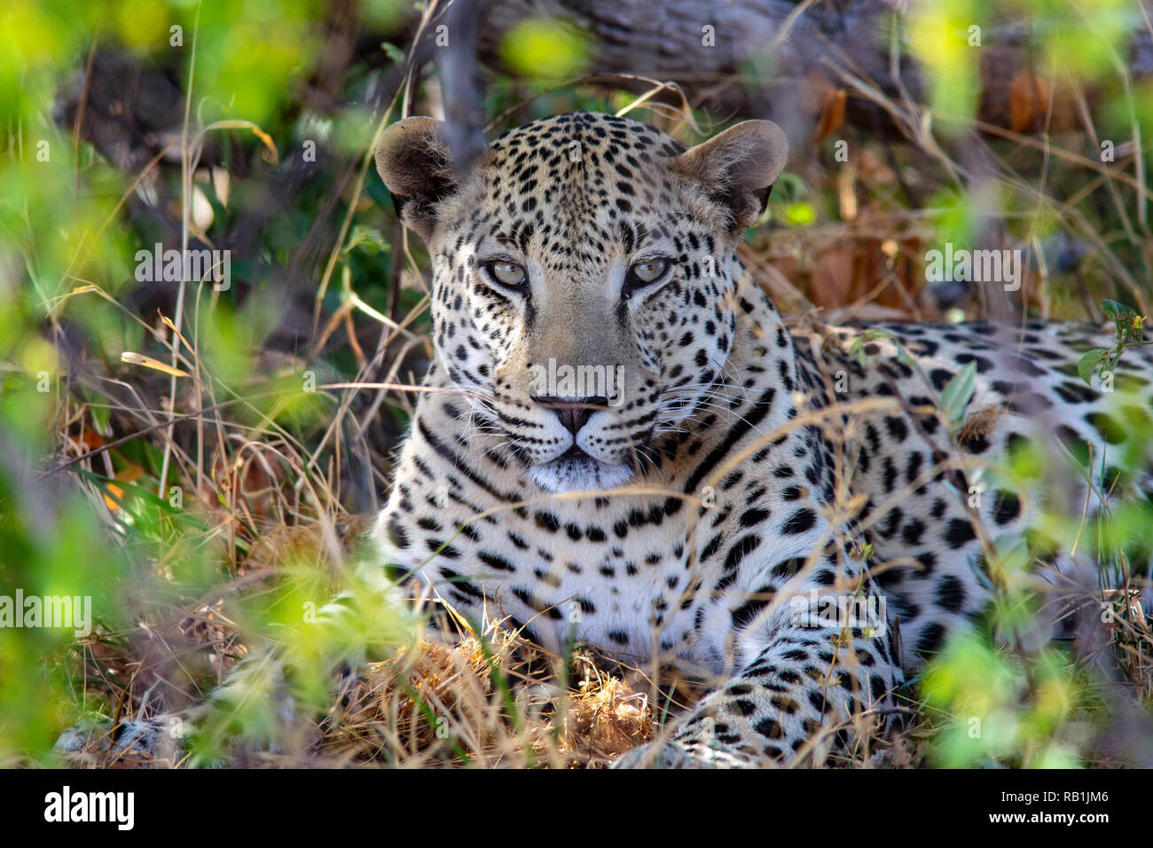 Leopard (Panthera Pardus) - Okonjima Nature Reserve, Namibia, Afrika Stockfoto