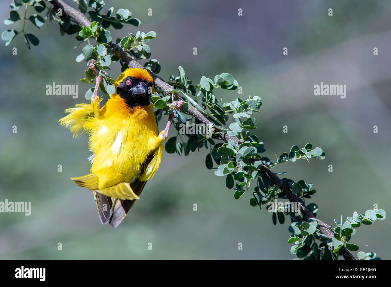 Männliche Südlichen maskierte Weaver (Ploceus velatus), oder Afrikanische maskierte Weber - Okonjima Nature Reserve, Namibia, Afrika Stockfoto