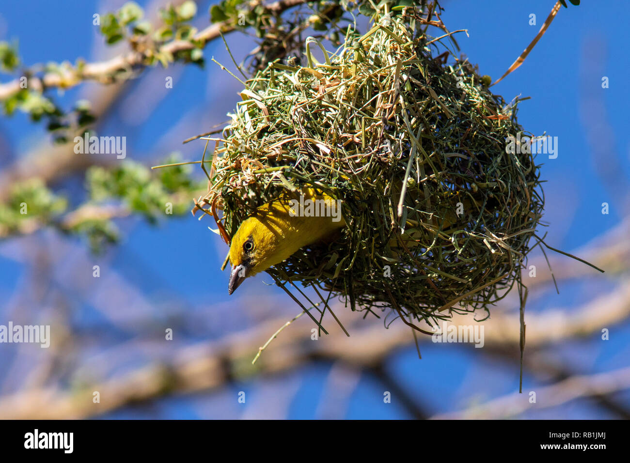 Weibliche Südlichen maskierte Weaver (Ploceus velatus), oder Afrikanische maskierte Weber - Okonjima Nature Reserve, Namibia, Afrika Stockfoto