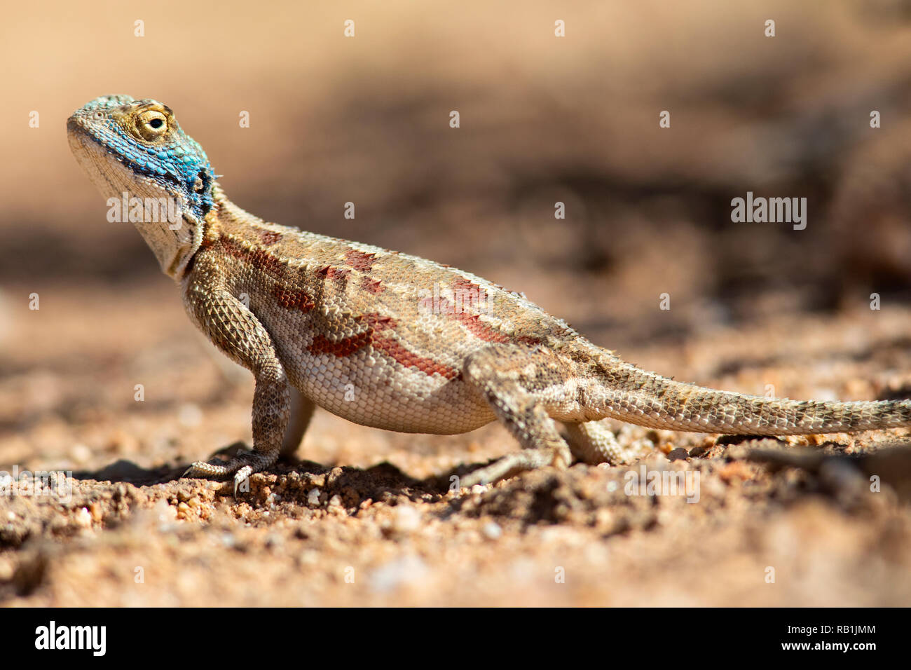 Männliche Boden (Agama agama Aculeata) - okonjima Nature Reserve, Namibia, Afrika Stockfoto