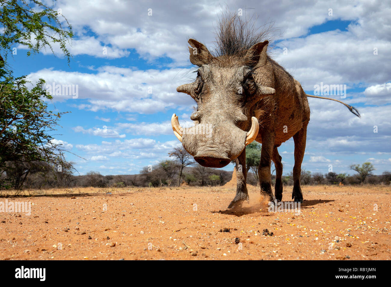 Gemeinsame Warzenschwein (Phacochoerus africanus) - okonjima Nature Reserve, Namibia, Afrika Stockfoto
