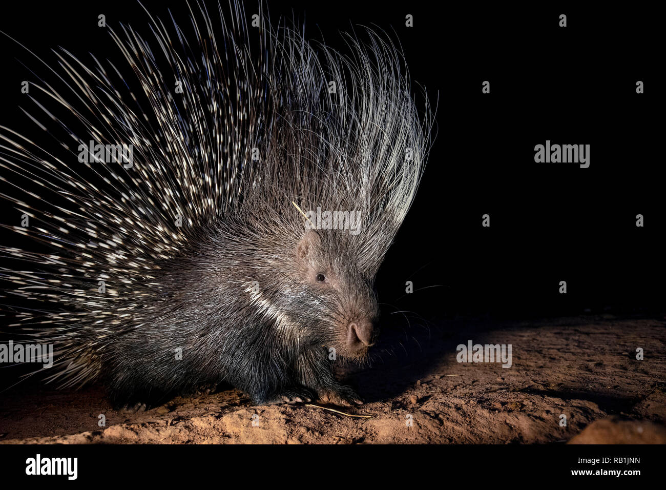 Cape porcupine oder Südafrikanischen Porcupine (Hystrix africaeaustralis) - okonjima Nature Reserve, Namibia, Afrika Stockfoto