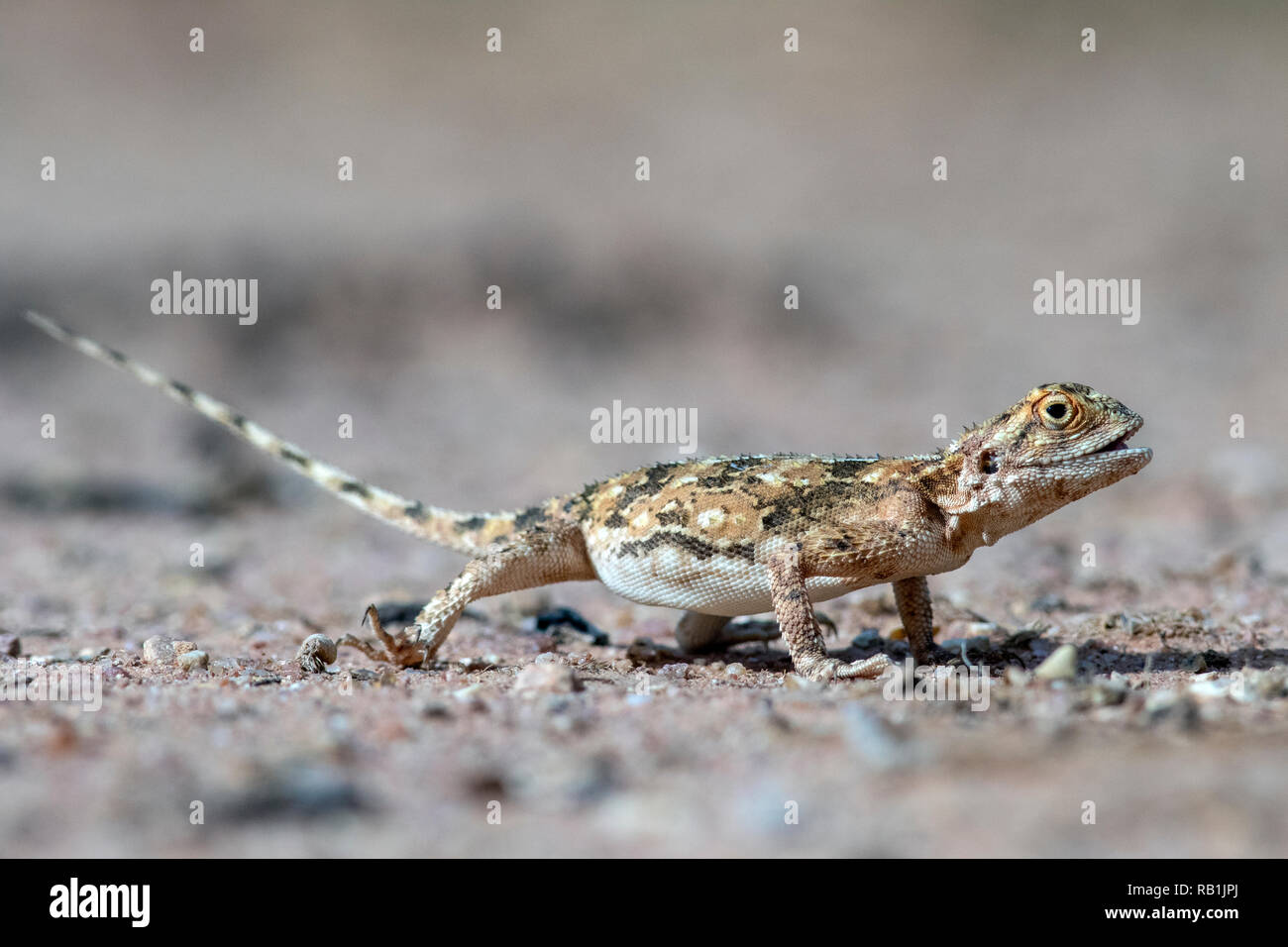 Weibliche Boden (Agama agama Aculeata) - okonjima Nature Reserve, Namibia, Afrika Stockfoto