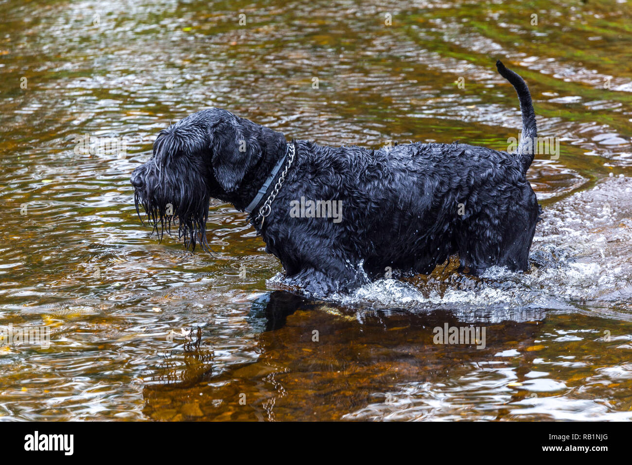 Großer schwarzer Schnauzer Hund beim Wandern im Wasser Stockfoto