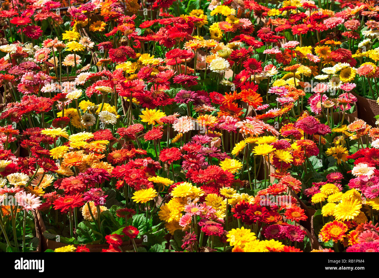 Farbenfrohe Gerbera Blumen im Frühling Stockfoto